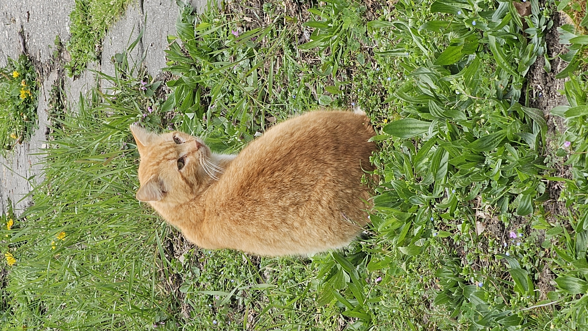 An orange tabby cat rests in the grass. The cat is positioned in the middle of the frame, curled slightly. The cat is surrounded by green grass and weeds. To the left of the cat is a concrete sidewalk. The location cannot be determined with certainty to be Varna, Bulgaria.