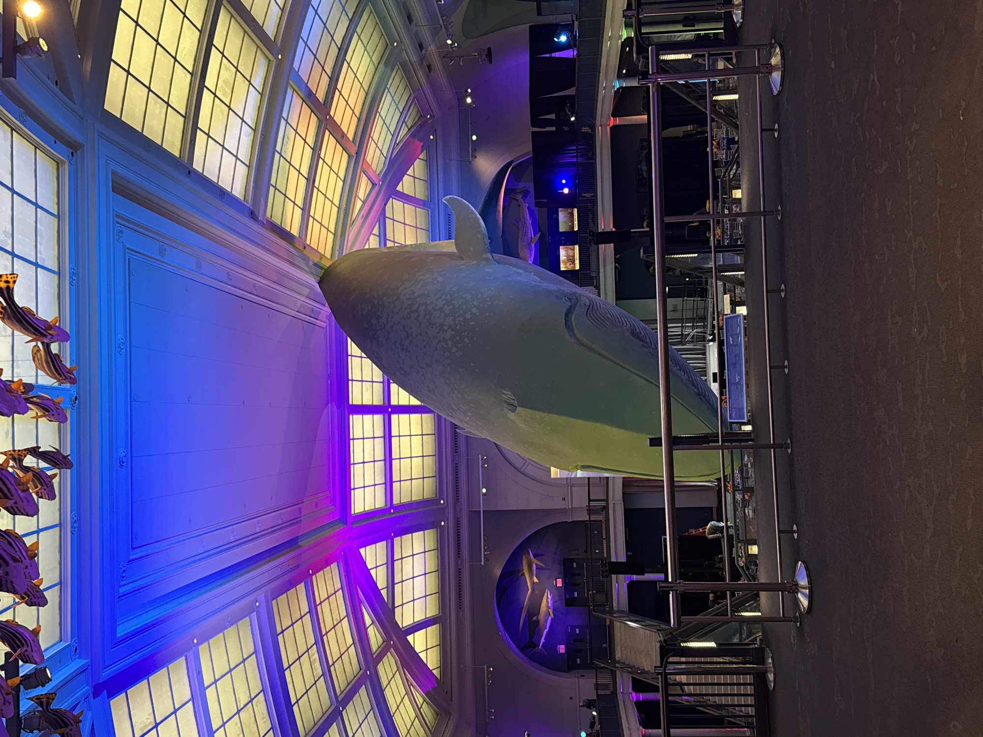 The image displays a vast indoor hall, likely within a natural history museum, dominated by a massive, light-colored whale model suspended from the ceiling. The whale, resembling a blue whale, is positioned horizontally across the frame, serving as the central exhibit.
The hall features grand architecture, including a high, arched ceiling adorned with numerous grid-patterned windows that are vibrantly illuminated. The lighting casts dramatic blue, purple, and yellow hues across the upper walls and ceiling, creating an atmospheric and colorful glow. To the left, a vertical display of multiple smaller, striped fish models hangs, appearing to swim in formation alongside a large wall section.
In the foreground and extending towards the mid-ground on the right, a series of polished metal stanchions with connecting ropes defines a pathway, indicative of crowd management or a guided visitor route. The floor below is carpeted in a dark, speckled pattern. In the background, beyond the main whale exhibit, other displays are visible, including a circular exhibit with models of dolphins or smaller marine mammals. The overall lighting is artificial and theatrical, creating an immersive ambiance. A single person is faintly discernible in the mid-ground to the right, near a distant exhibit.
The scene depicts a museum exhibition, likely focused on marine life, designed to impress visitors with its scale and colorful presentation. The imposing size of the whale model is a prominent feature. The architecture and nature of the exhibits strongly suggest a location such as the American Museum of Natural History in New York, USA. No discernible text is visible within the image.