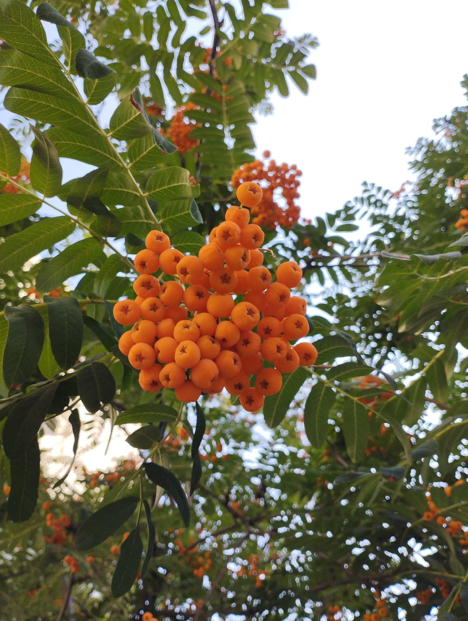 In an outdoor environment with a bright sky overhead, the image focuses on a cluster of bright orange rowan berries hanging from a tree branch. The berries are small and round, with visible star-shaped indentations on their surfaces. They are densely packed on the stem, forming a vibrant visual centerpiece. Surrounding the berries are lush green leaves of the rowan tree, some of which are sharply in focus, revealing their veined texture, while others are blurred, creating a soft bokeh effect. The background is a mix of more green foliage and glimpses of the sky, with further clusters of orange berries and out-of-focus leaves and branches suggesting a dense canopy. The overall impression is one of natural abundance and the colors of autumn.