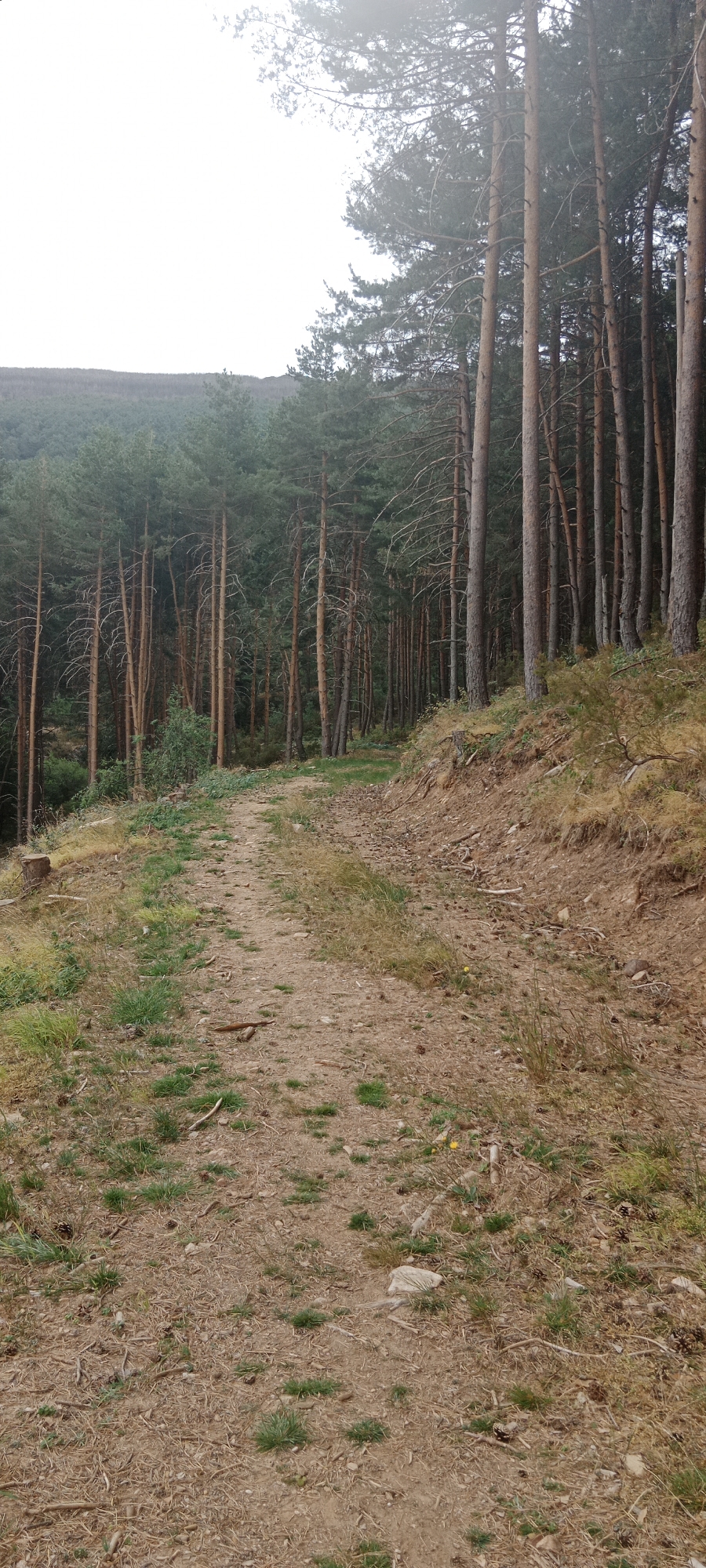 The image depicts a dirt path winding through a pine forest. The path is uneven and covered with loose dirt, pine needles, and scattered small stones. The forest consists of tall, slender pine trees with rough bark and sparse branches, primarily in the upper and middle sections of the image. The ground on either side of the path is covered with dry grass, pinecones, and some patches of green vegetation. A gentle slope rises to the right of the path, revealing more of the forest and the terrain. In the background, a dense evergreen forest extends to the horizon, with a hazy, overcast sky above. The scene appears to be a natural, undeveloped outdoor environment, likely a hiking trail. The image is captured from a low to medium angle, looking slightly upwards along the path and into the forest. There are no people or animals visible in the image. The location is identified as Cerezo de Arriba, Spain.