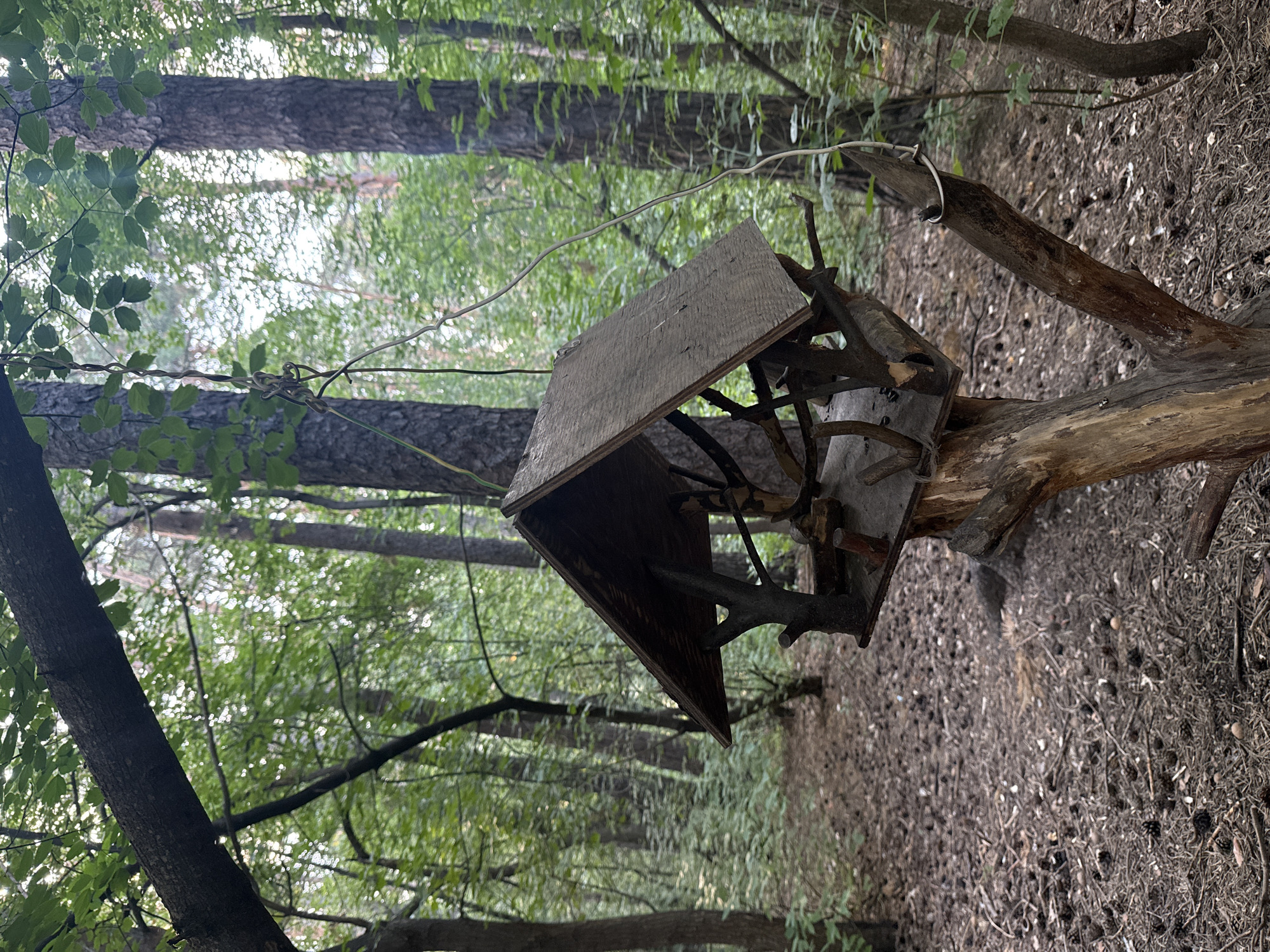 The image depicts a wooden bird feeder constructed from rough-hewn branches and planks, mounted on a natural wooden post in a forest setting. The feeder has a slanted roof and open sides, revealing a small platform inside. The surrounding environment is dense with trees, their trunks visible and foliage creating a canopy overhead. The ground is covered in pinecones, twigs, and fallen leaves, indicative of a natural woodland area. The lighting suggests it is daytime, with dappled sunlight filtering through the leaves. The scene is devoid of any human presence. The provided crop hints do not offer any information about the specific location being Novosibirsk, Russia, as there are no distinguishing landmarks or signs visible in the image.