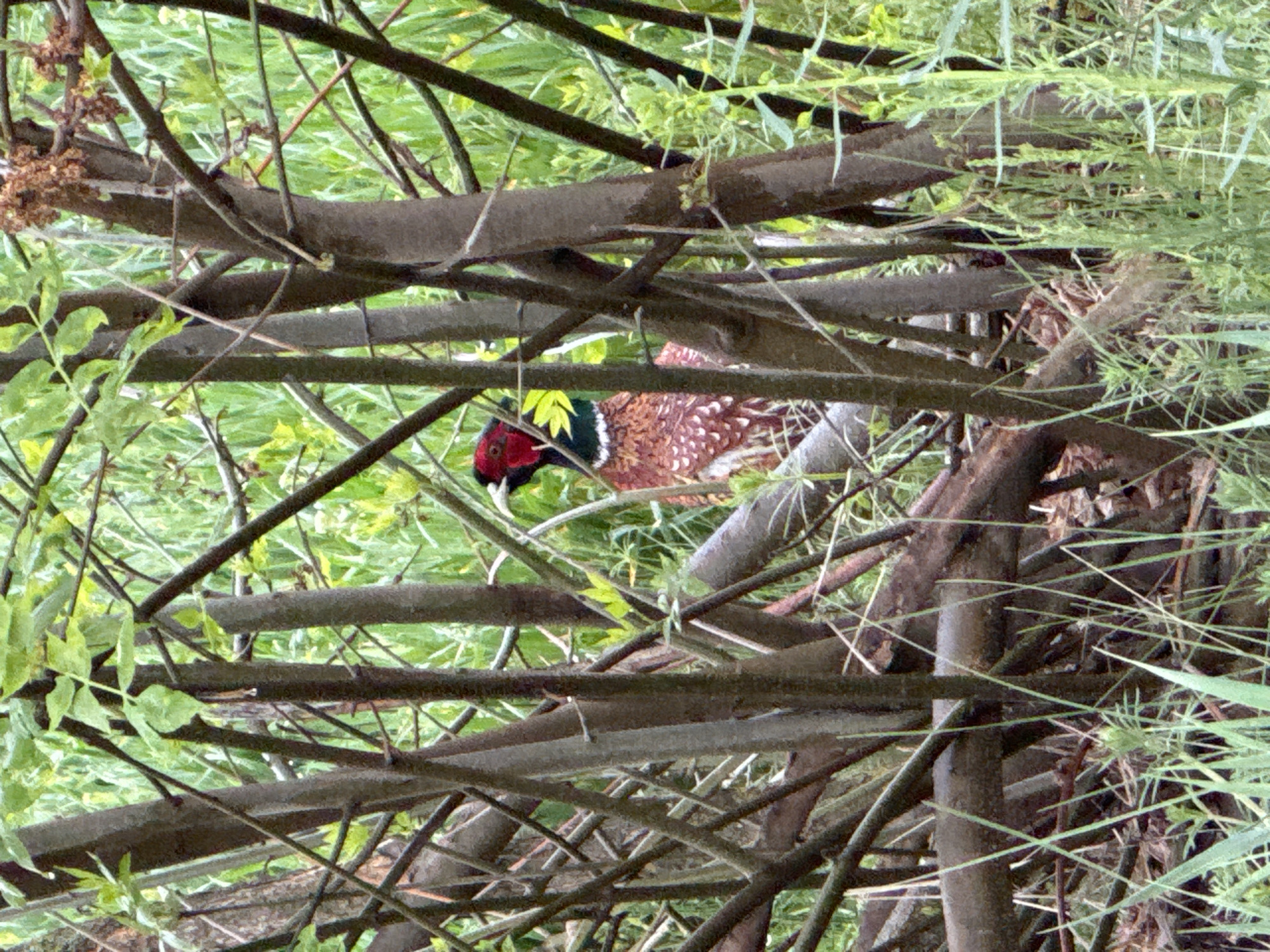 A pheasant is visible through a dense thicket of branches and foliage. The bird has a red head and mottled brown and white body. The background is out of focus and appears to be a mix of green vegetation. The location is not clear from the image. No people, actions, or interactions are discernible.