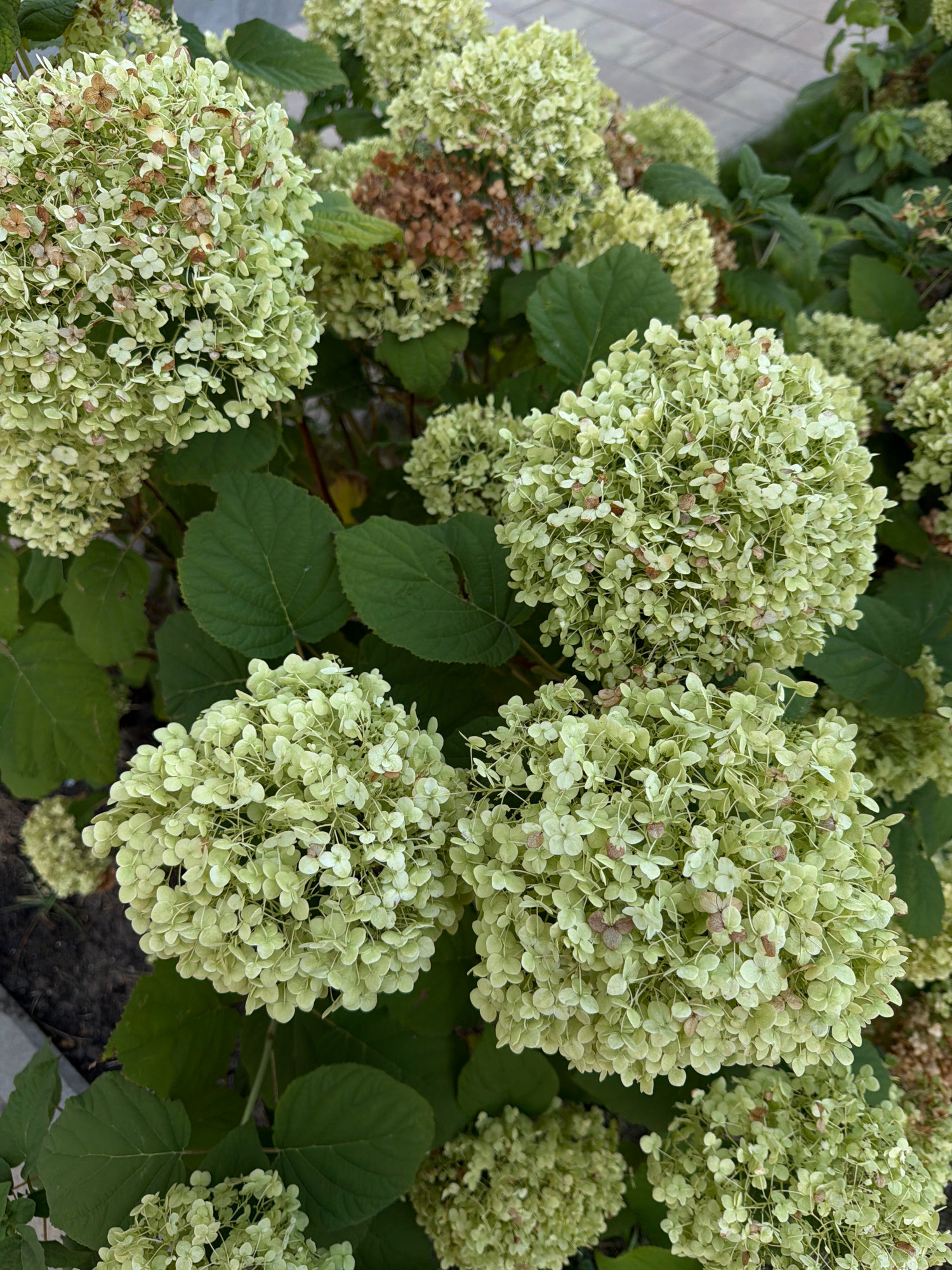 This is a close-up, ground-level, outdoor, medium-shot photograph of several large, conical flower clusters of a hydrangea plant. The flowers are a pale greenish-white, with some clusters showing signs of browning and drying, indicating they are past their prime or transitioning to fall colors. The florets are small and tightly packed. Large, dark green hydrangea leaves are visible throughout the frame, some in sharp focus and others out of focus. The background shows a blurred textured surface that appears to be a paved walkway, possibly made of brick or stone pavers, and some darker, out-of-focus foliage. The lighting is soft and diffused, suggesting an overcast day or shade. There are no people or animals present in the image. The scene is located in a garden or park setting within the city of Kyiv, Ukraine, as indicated by the context provided.