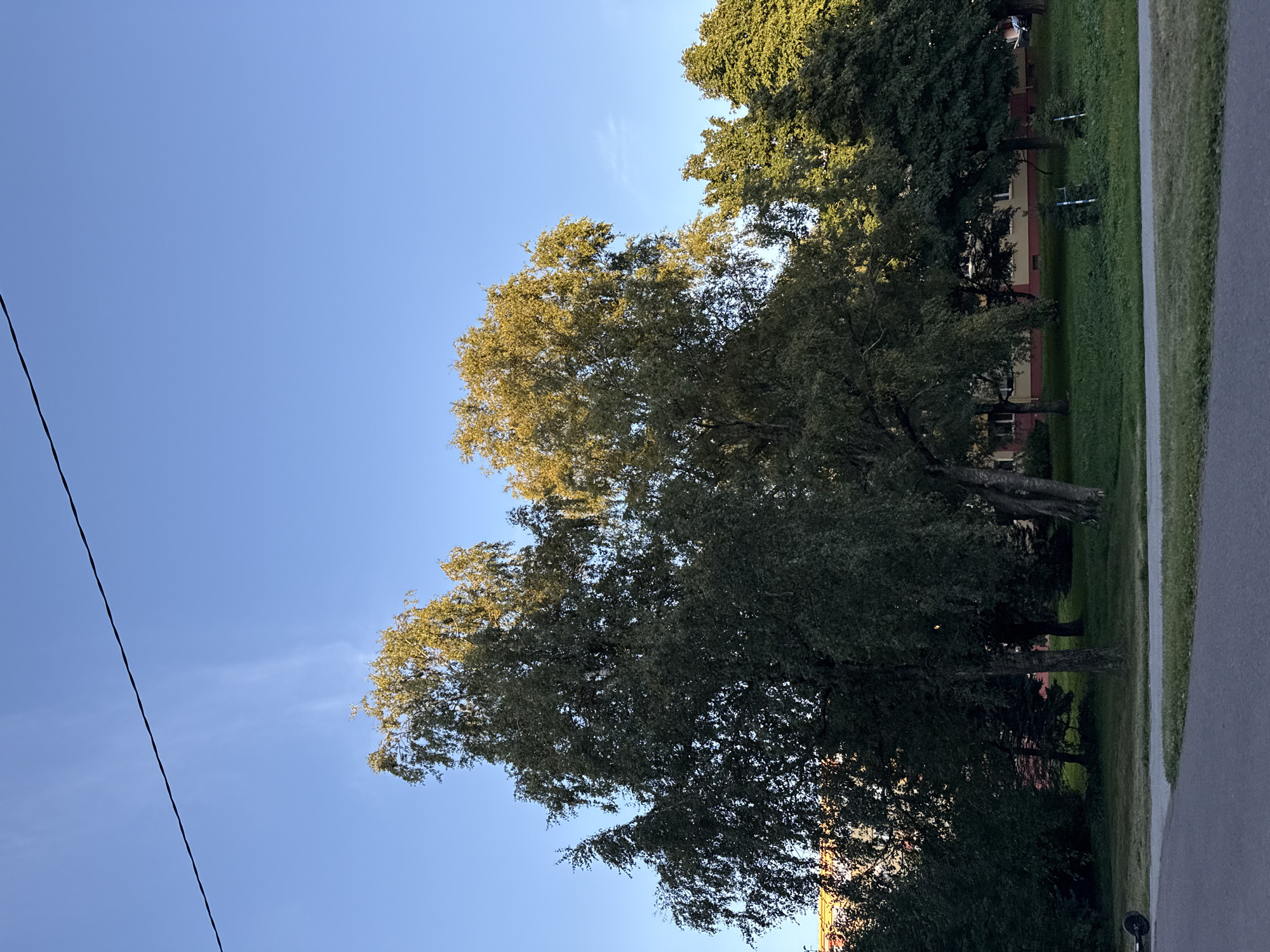 The image captures a street scene in Tallinn, Estonia, on a clear day with a bright blue sky. In the foreground, a paved road curves to the left, with a grassy verge and a sidewalk. Beyond the verge, a park-like area features several trees, including two prominent birch trees with light-colored bark and dense foliage. Some of the leaves on these trees are tinged with yellow, suggesting it may be late summer or early autumn. In the middle ground, a low-rise building with a yellow facade and reddish-brown trim is visible behind the trees. Further back, more trees and a dark-colored car parked near the building are discernible. On the far left of the image, a black electric scooter is parked on the grassy area. The overall impression is a calm, residential area with abundant greenery.