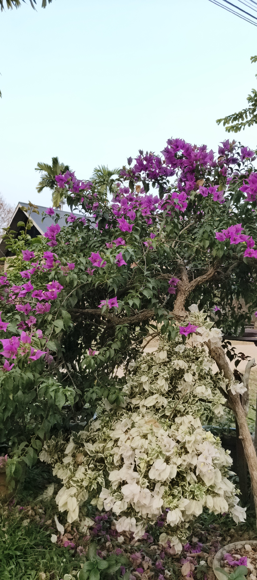 An outdoor scene depicts a vibrant bougainvillea plant with abundant pink and white blossoms. The plant is lush with green foliage and has a thick, gnarled trunk. To the left and background, a house with a dark roof and palm trees are visible. The sky is a pale blue. A portion of a wooden fence and a grey pot are also present in the scene. The overall setting suggests a residential garden. The image was taken in the city of Baru, Indonesia.