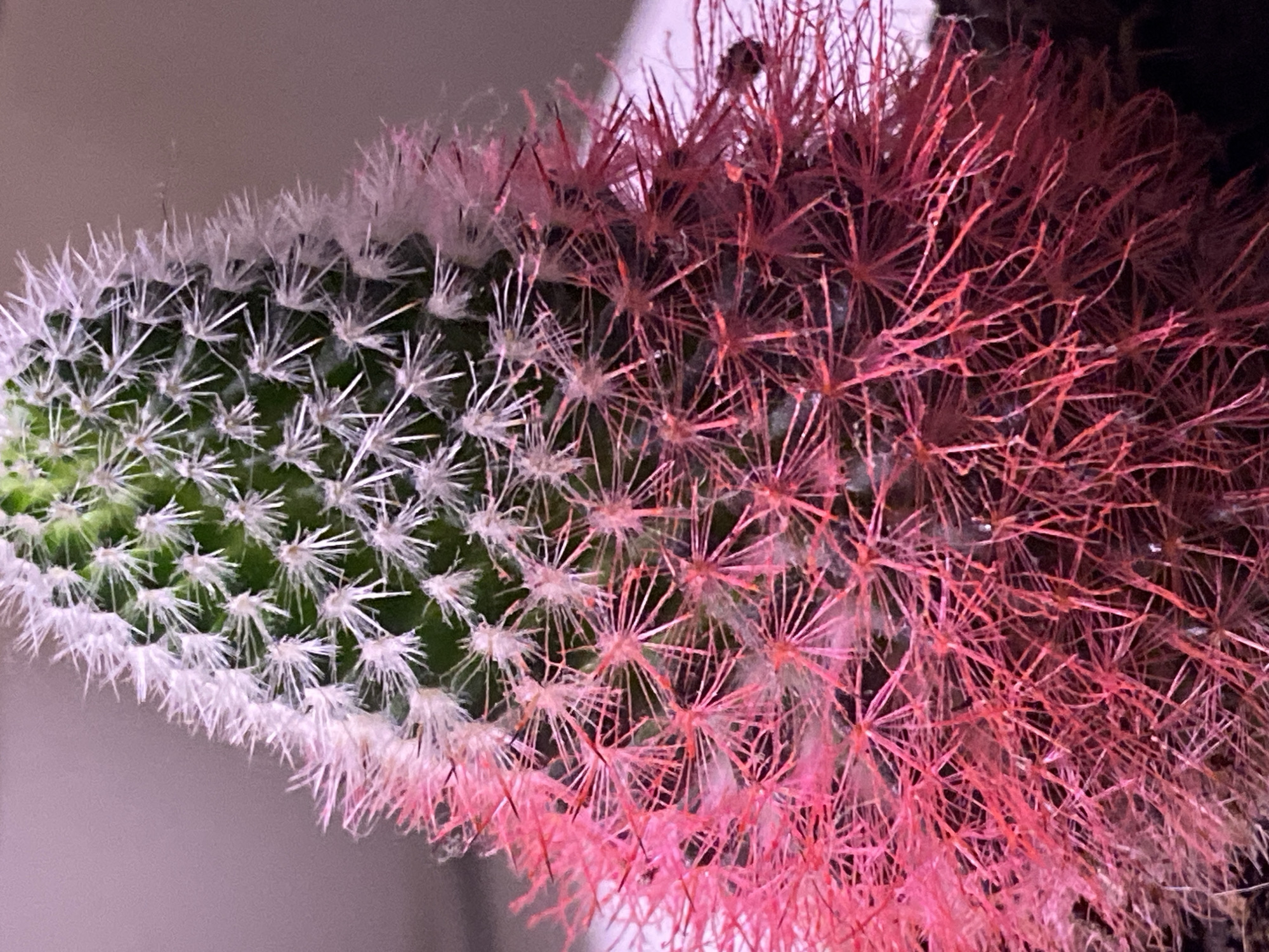 A close-up image depicts the upper portion of a succulent plant, specifically a cactus, exhibiting a vertical color gradient. The plant's apex is a vibrant green, densely covered with numerous short, rigid, white radial spines, forming a fuzzy texture. As the plant extends downwards, the spines transition in color from white to a pale pink, gradually intensifying to a vivid magenta, and culminating in a dense mass of deep crimson-red spines towards the base of the visible segment. These lower, colored spines appear longer and more numerous, creating an intricate, tangled network. The background is uniformly blurred, displaying a muted, desaturated purple-grey tone, consistent with an indoor setting or a plain wall. No individuals, specific objects beyond the plant, or discernable actions or interactions are visible within the frame. The scene lacks visual indicators or contextual elements to confirm its alleged location in Chaikovsky, Russia.