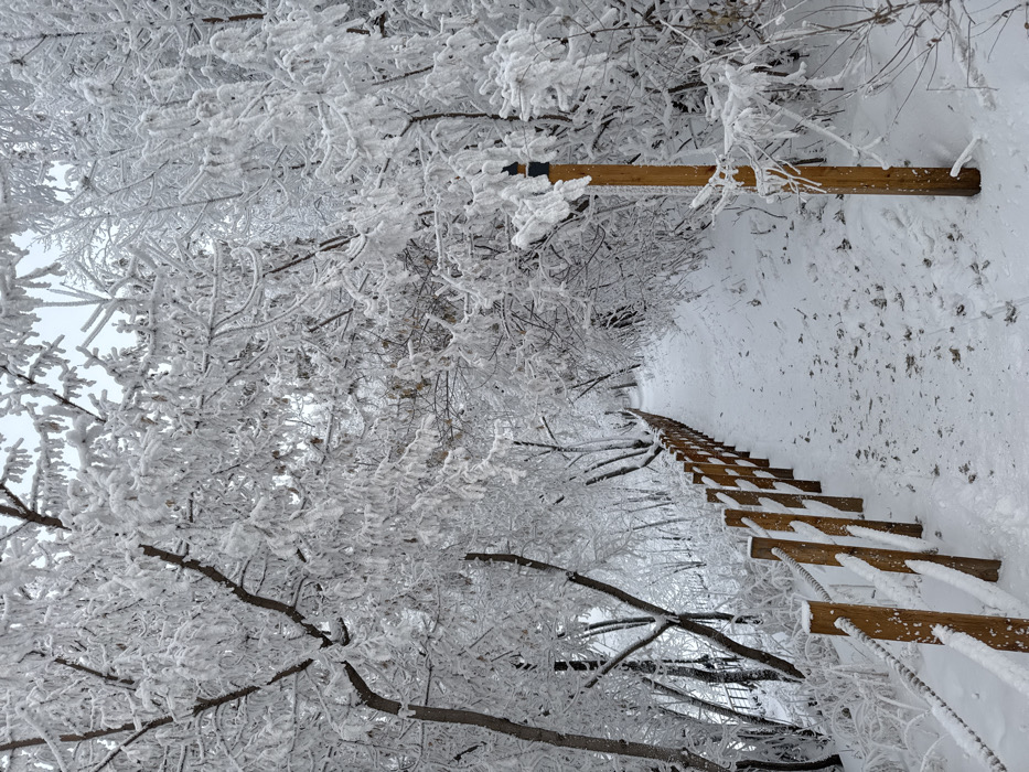 The image displays a snow-covered pedestrian pathway through a densely frosted natural environment, specifically identified as consistent with Tatyshev Island in Krasnoyarsk, Russia, due to the characteristic wooden post and rope fencing.
The scene is monochromatic, dominated by white and light gray tones resulting from a heavy coating of hoarfrost or rime ice on all surfaces. Deciduous trees, bare of leaves, exhibit branches and twigs entirely encapsulated in thick white frost. Smaller shrubs and ground cover along the path are similarly encrusted.
The path, approximately 2 meters wide, is covered in fresh snow, exhibiting scattered foot impressions. Along the left side of the path, a low barrier system extends into the background, consisting of numerous light brown wooden posts, each approximately 0.8 meters high, interconnected by two parallel ropes. All components of this fence are heavily coated in frost. On the right side of the path, closer to the foreground, a singular, taller vertical wooden post, approximately 1.5 meters in height, stands with a dark, cylindrical cap. The path appears to gently ascend and curves subtly to the right as it recedes from the foreground. The sky overhead is uniformly overcast and bright. No individuals are present within the frame.