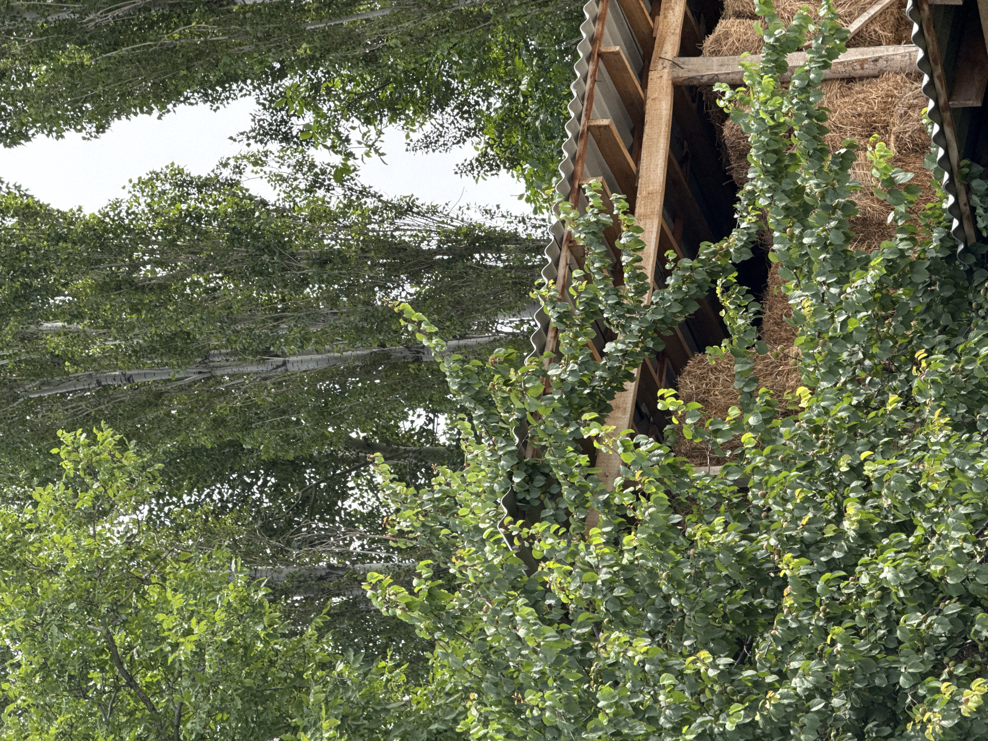 In an outdoor setting, possibly in a rural area of Unknown, Unknown, a structure with a corrugated metal roof, supported by wooden beams and poles, is partially visible. Large stacks of hay bales are stored within the structure. In the foreground and to the left, a dense canopy of green leaves from a tree obscures part of the structure and the hay. Beyond the structure, tall trees with thin trunks and green leaves reach upwards towards a bright, overcast sky. The image composition suggests a focus on the interplay between the natural environment and a man-made agricultural storage facility.
