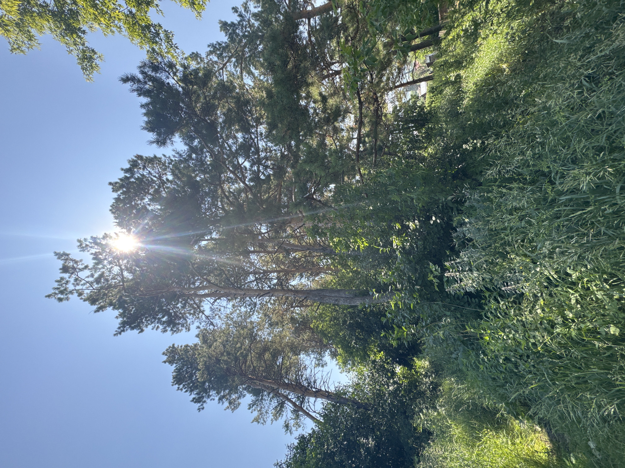 The image depicts a sunny outdoor scene with a clear blue sky and bright sunlight filtering through the canopy of several tall pine trees. The trees are lush with green needles and their trunks are visible. In the foreground, there is dense green undergrowth and tall grass, some of which is illuminated by the sunlight, creating a dappled effect. The perspective is from a low angle, looking up at the trees. The scene appears to be in a natural or semi-natural environment, possibly a park or a wooded area. There are no people or animals visible in the image. The location is identified as Soloneshnoye, Russia.