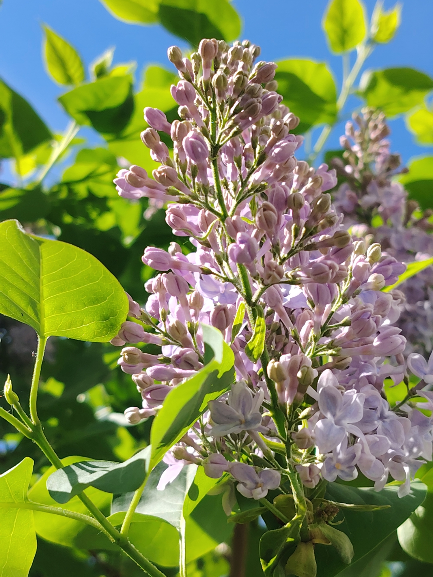 The image depicts a close-up of lilac flowers in bloom, with green leaves visible around the flower cluster. The background features a bright blue sky. The location is Chaikovsky, Russia. The subject is a flowering lilac branch in spring bloom. The main object in the image is the lilac bush with its flowers and leaves, positioned against the blue sky. The lighting suggests it is daytime, with the scene bathed in sunlight.