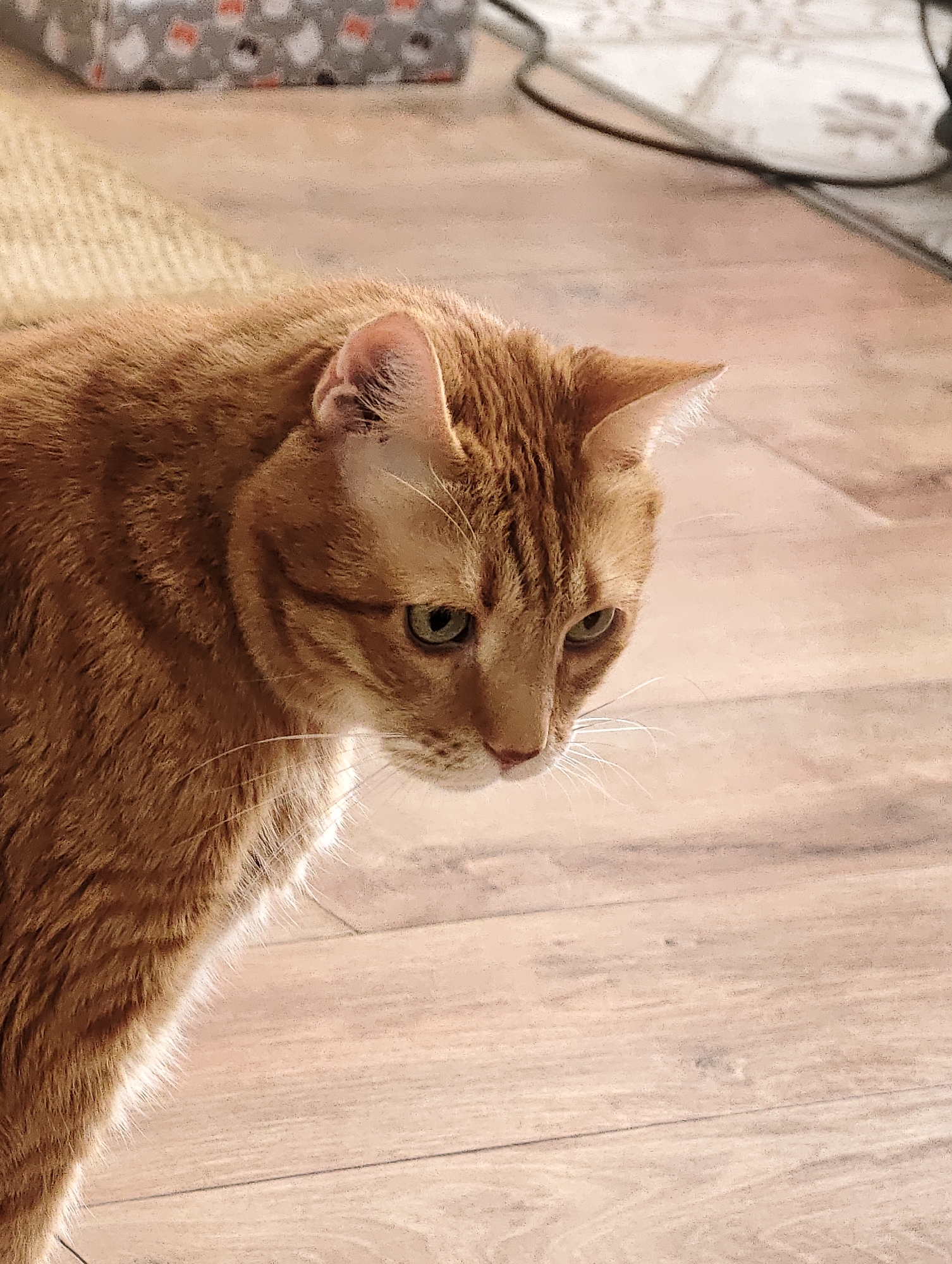 An orange tabby cat is the sole subject in this close-up, waist-up portrait. The cat is positioned to the left of the frame, its body angled towards the right. Its head is turned downwards, with its gaze directed away from the camera. The cat's fur is a warm orange with distinct tabby markings. The background consists of a light-colored wooden floor and a blurred object in the upper left corner which appears to be a box with a pattern. The lighting suggests an indoor environment, possibly a home.