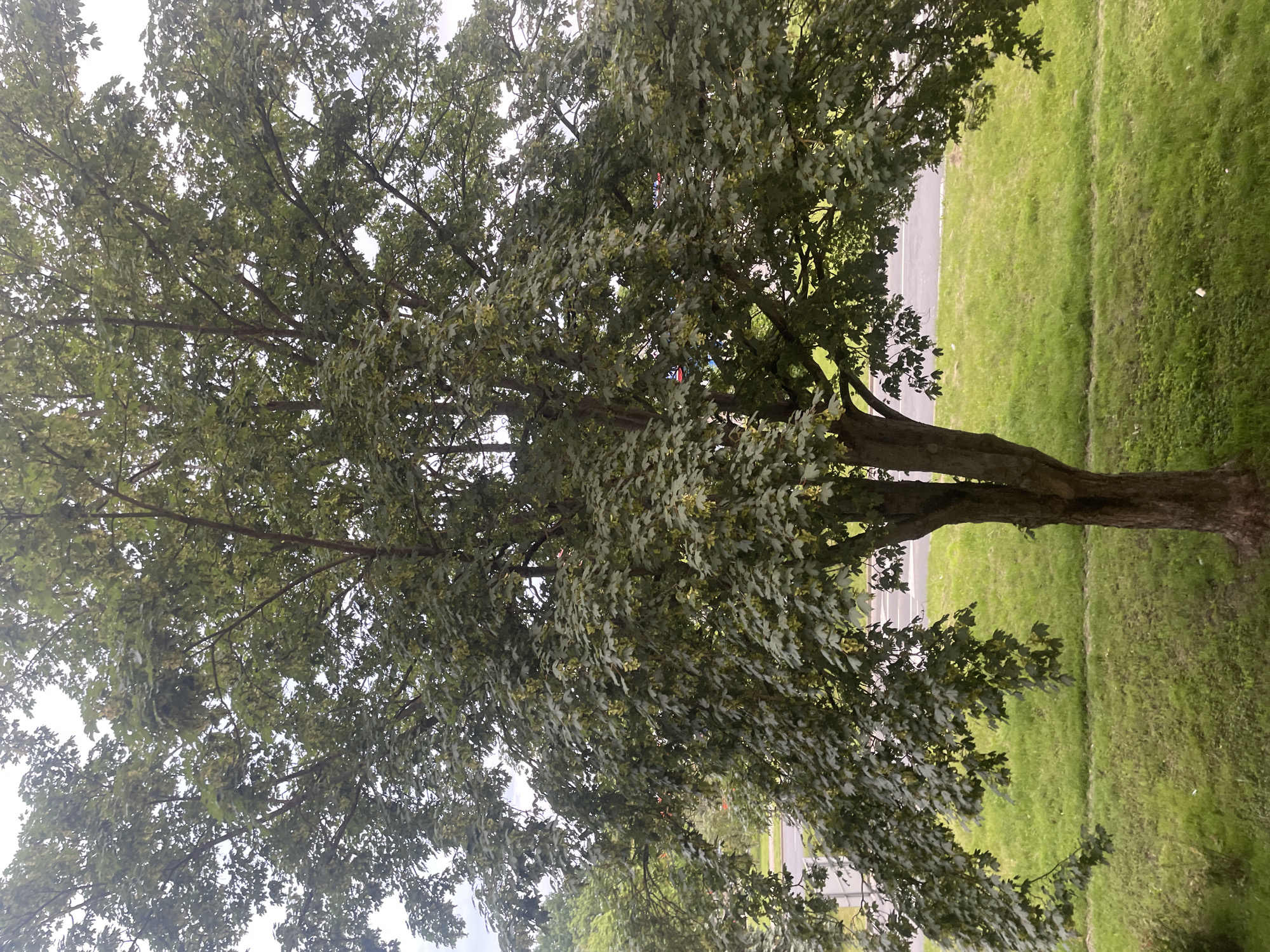 A mature tree with a dense canopy of green leaves and visible samaras stands prominently in the foreground. The tree's trunk is thick and textured. Behind the tree, a strip of vibrant green grass slopes down towards a paved road. Beyond the road, more green foliage and hints of buildings are visible in the distance. The sky above is overcast and light. The scene appears to be a natural setting within an urban environment, possibly a park or residential area in Kołobrzeg, Poland, given the context provided. No people or specific actions are depicted.