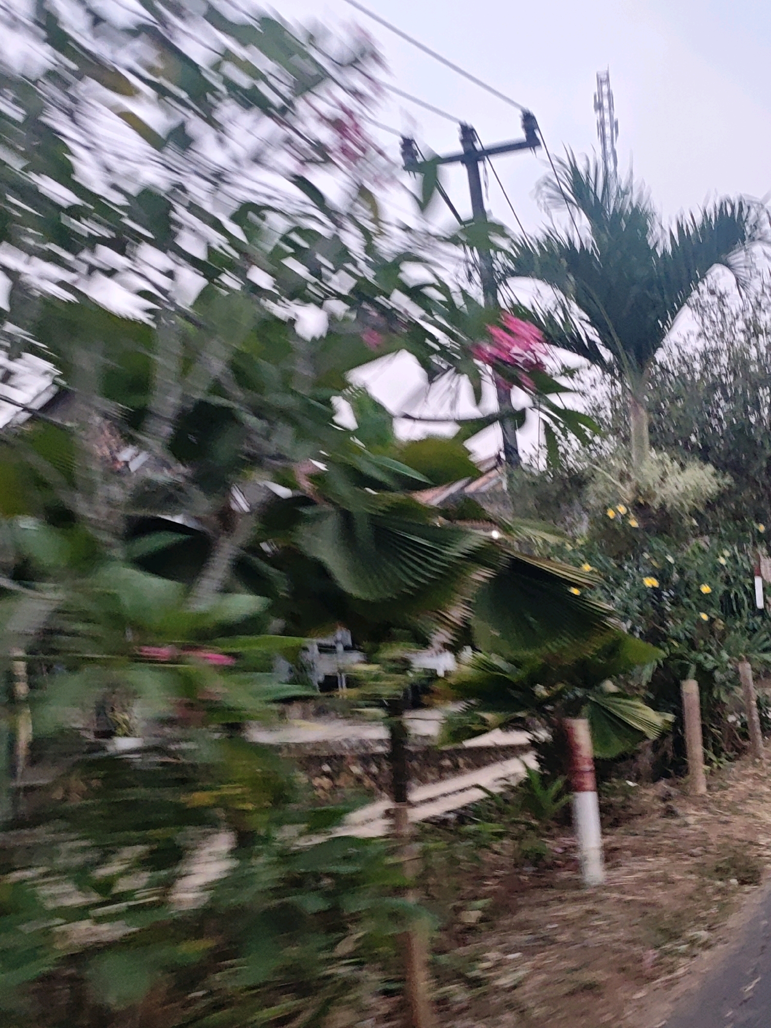 The image captures a motion-blurred view of a street scene in Karang Sari, Indonesia. In the foreground, lush green foliage dominates the left side of the frame, with hints of pink flowers interspersed. Behind the foliage, a power pole with wires stretches across the upper left portion of the image. Further back, a tall telecommunications tower is visible against a hazy sky. A palm tree stands prominently to the right of the power pole, with its fronds blurred by movement. The middle ground features a fence made of wooden posts and horizontal planks, with more greenery and some yellow flowers visible behind it. The right side of the image shows a dirt path next to a paved road, with several wooden posts, one of which is painted with red and white stripes, marking the edge of the path. The overall impression is of a rural or suburban setting experiencing some level of movement, likely captured from a moving vehicle.