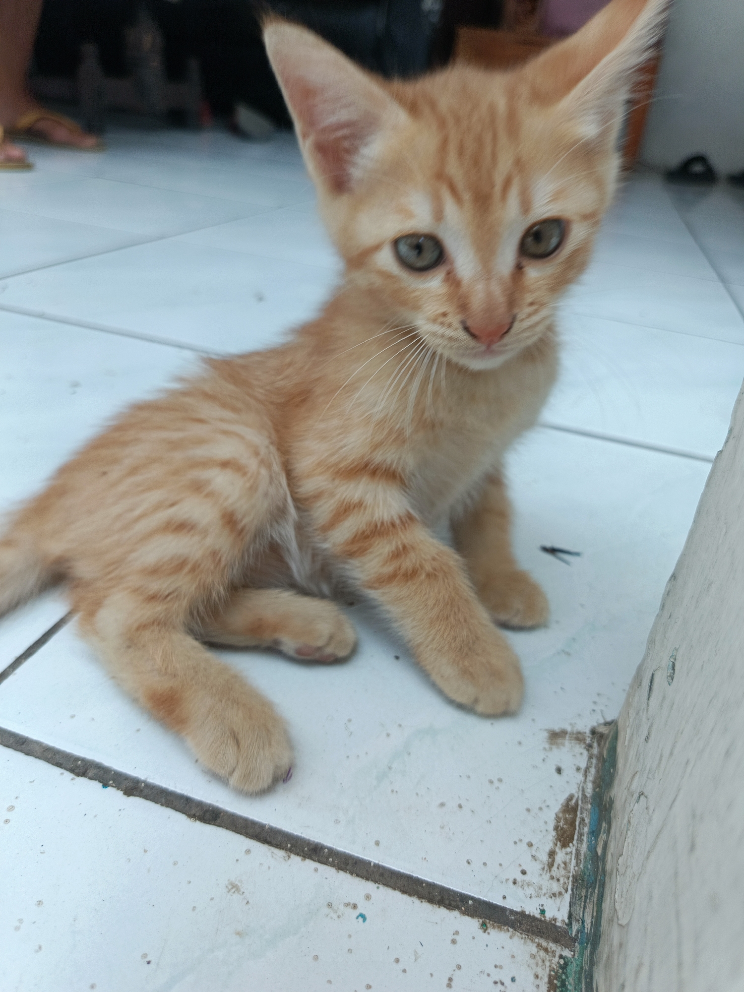 An orange tabby kitten is seated on a tiled floor. The kitten is facing forward with its body angled slightly to the left, its gaze directed towards the viewer. Its fur is light orange with darker orange stripes. The kitten has large, pointed ears, green eyes, and a pink nose. Its front paws are extended forward, with one paw slightly in front of the other. The tiled floor is light colored and appears to be outdoors or in an open-air setting. In the background, out of focus, are blurry figures of people and objects. The lower right corner of the image shows a portion of a wall with peeling paint and some debris. The overall lighting suggests daylight. The scene is located in Margajaya, Indonesia.