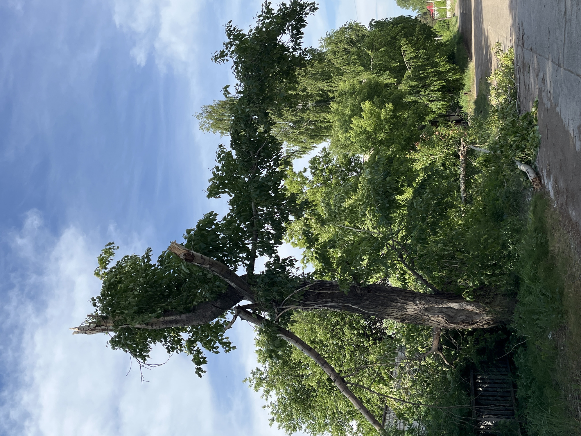 The image shows a tree with a broken trunk, likely caused by a storm or strong winds. The tree is located near a road or sidewalk in an area with other trees and vegetation. The sky is visible with clouds, suggesting it's daytime. The specific location is potentially in Chaikovsky, Russia, as indicated in the prompt, but without further information, I cannot confirm that information.