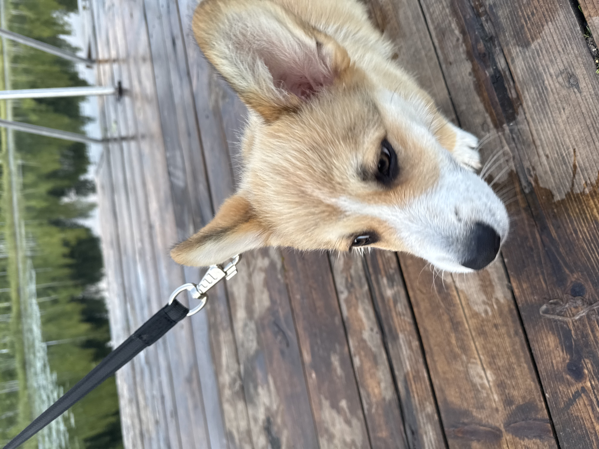 An outdoor, close-up, eye-level shot features a light brown and white corgi puppy on a wet wooden dock. The puppy is facing left, with its head angled slightly towards the camera. Its large, alert ears are perked up. The dog is wearing a black leash with a silver clasp attached to its collar, which is not visible. The wooden planks of the dock are dark brown and appear damp, with some lighter streaks and darker knots visible. In the background, out of focus, is a body of water reflecting trees. The overall lighting suggests an overcast day. The location is identified as Pchelka, Russia, though no specific urban features are discernable in the image.