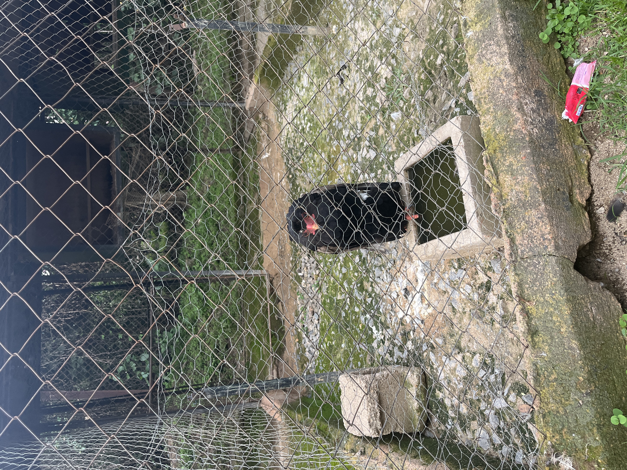 The image shows a black bird with a red beak and red patches around its eyes, standing in a concrete enclosure with a wire mesh fence. The ground is covered with small stones and patches of green moss. There is a concrete water trough in the enclosure, filled with murky water. The bird is facing the camera and appears to be looking down. In the background, there are trees and foliage. Outside the enclosure, in the foreground, there is a broken piece of red and white packaging on the ground, along with some green grass. There are no people visible in the image. The scene appears to be in an outdoor aviary or zoo enclosure. This image was taken in Jos, Nigeria.