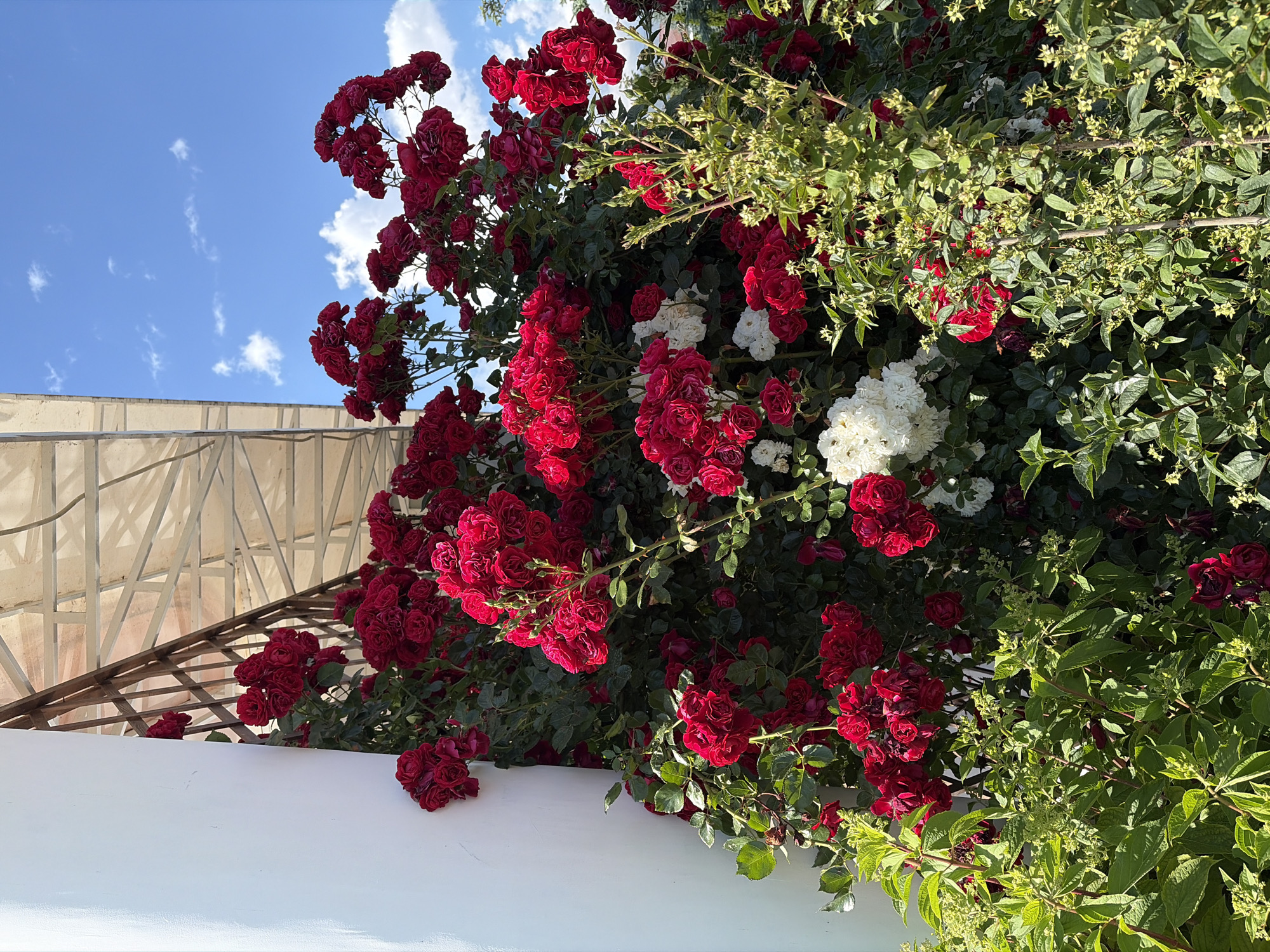 The media file shows a close-up view of a rose bush with numerous red roses and some white flowers, set against a bright blue sky with scattered clouds. A white wall and a lattice structure are visible in the background, suggesting an outdoor setting, possibly a garden or patio. The sunlight indicates it is daytime. The roses are in full bloom, with many clusters of deep red petals. Some smaller, lighter-colored flowers or buds are interspersed among the greenery. The overall impression is one of abundance and natural beauty. There is no visible text in the image.