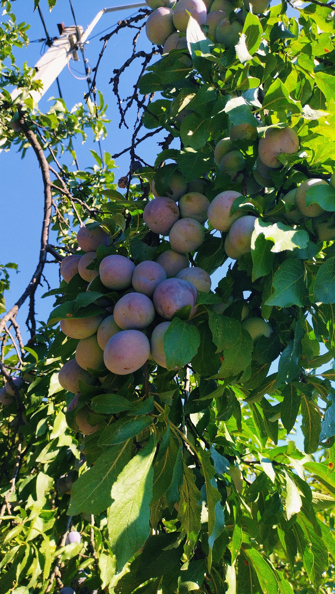 The image depicts a cluster of ripe plums hanging from a tree branch. The plums are a mix of purple and greenish hues, with some showing a slight blush of red. They are plump and appear to be ready for harvest. The tree is leafy, with vibrant green foliage that partially obscures some of the fruit. In the background, a clear blue sky is visible, along with the top of a utility pole and some electrical wires, suggesting an urban or suburban setting. The lighting suggests it is daytime, with sunlight illuminating the scene. This specific scene is located in the city of Horishni Plavni, Ukraine.