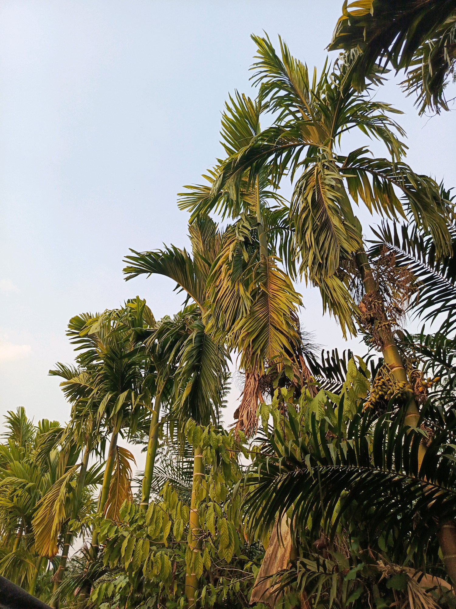 This is a photograph taken from a low angle, looking up at a cluster of palm trees against a pale, overcast sky. The palm fronds are a vibrant green, with some showing a yellowish hue, suggesting they might be older or drying. Some of the fronds are sharp and pointed, while others are more feathery. In the center-right of the image, a palm tree trunk is visible, adorned with a cluster of green, nut-like fruits. The overall impression is one of lush, tropical vegetation. The photograph's composition, with the trees dominating the frame and reaching towards the sky, conveys a sense of height and natural abundance. The lighting is soft, indicating it might be early morning or late afternoon. The image does not contain any people or depict any specific actions or interactions. The environment is clearly natural, characterized by the dense growth of palm trees.