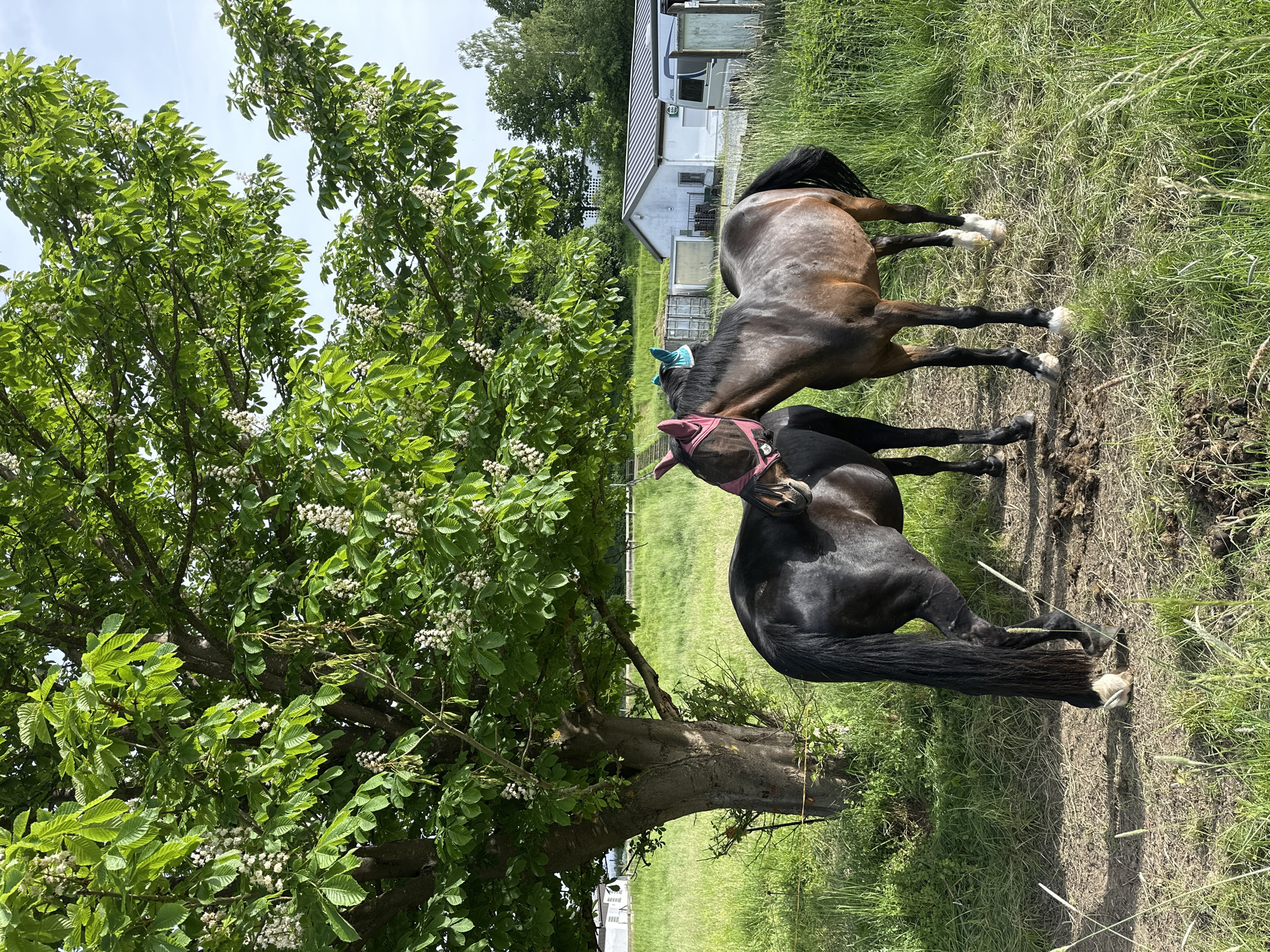 Two horses are standing in a grassy field near Niederquembach, Germany. One horse is brown with white socks and a blue ear covering, while the other is black with white socks and a pink ear covering. They are standing near a large tree with green leaves and white flowers. In the background is a white building. The sky is partially visible with blue sky and some clouds.