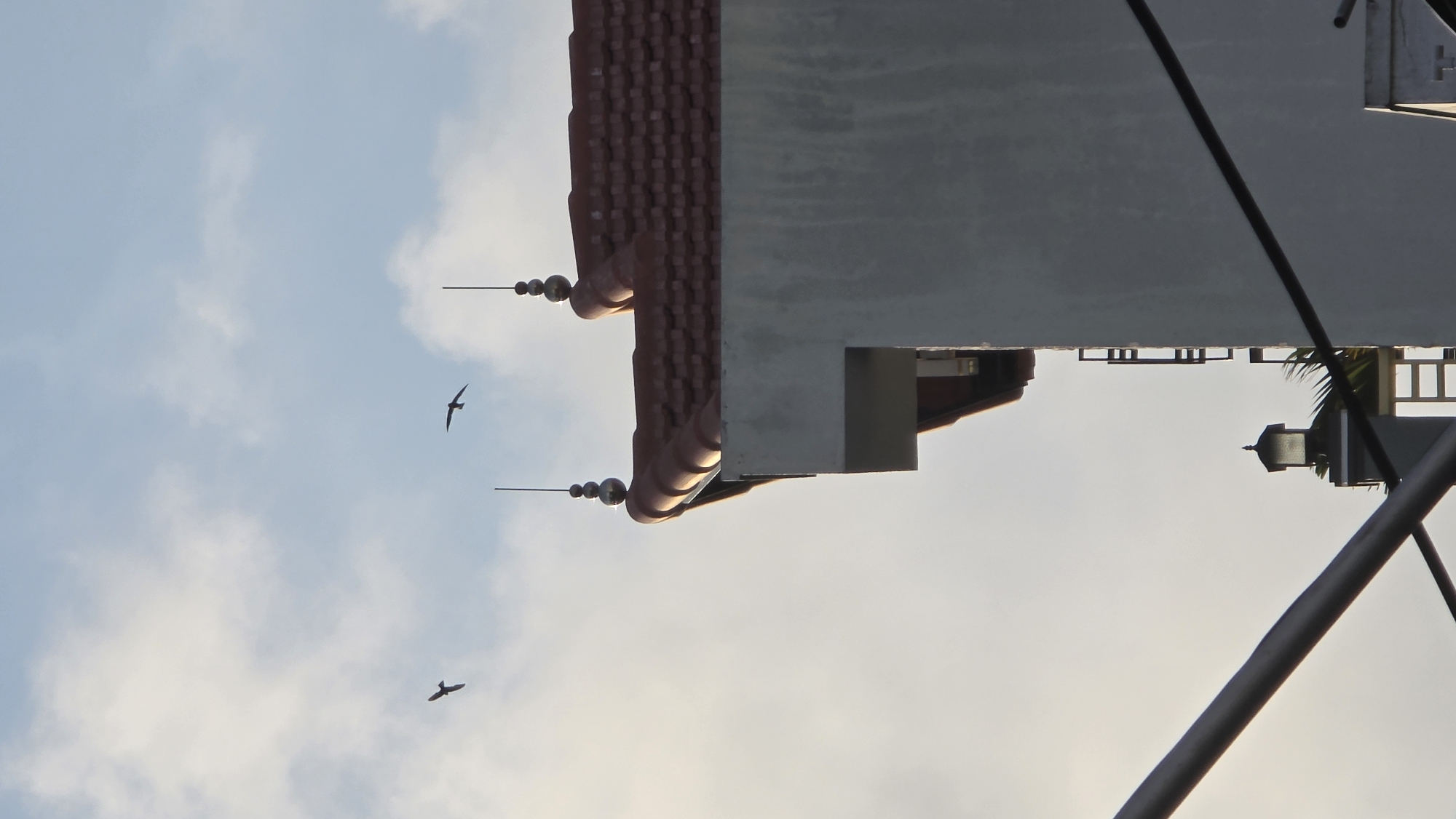 Two birds are flying in the sky. A building with a red tile roof is visible in the background. A utility pole with a light is also present. The image was taken in Nha Trang, Vietnam.