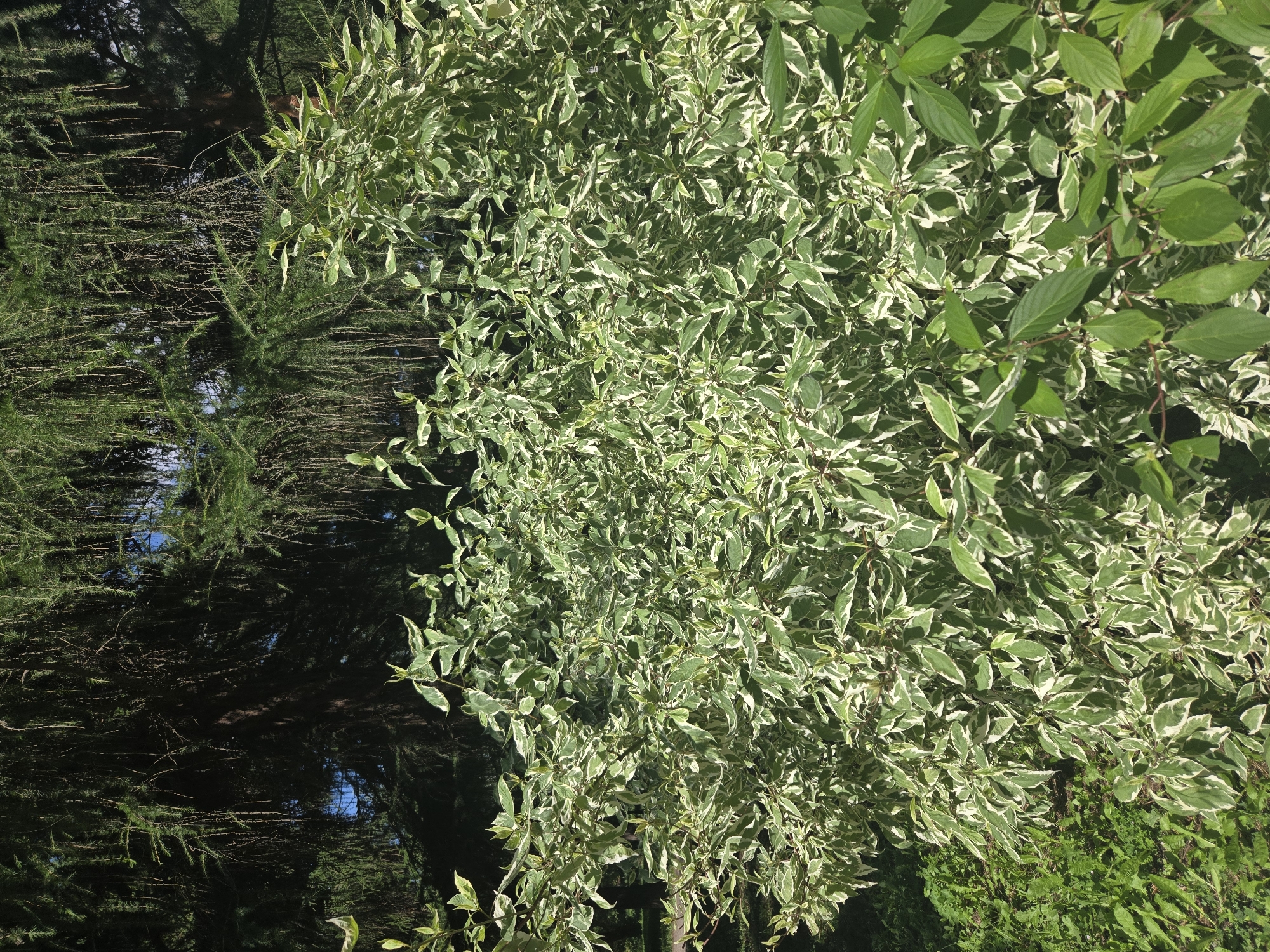 A dense shrub with variegated green and white leaves is in the foreground of the image. Behind the shrub, the dark green needles of a coniferous tree hang down. The lighting suggests a sunny day. The scene is likely an outdoor public space, such as a park or garden. This image was taken in Moscow, Russia.