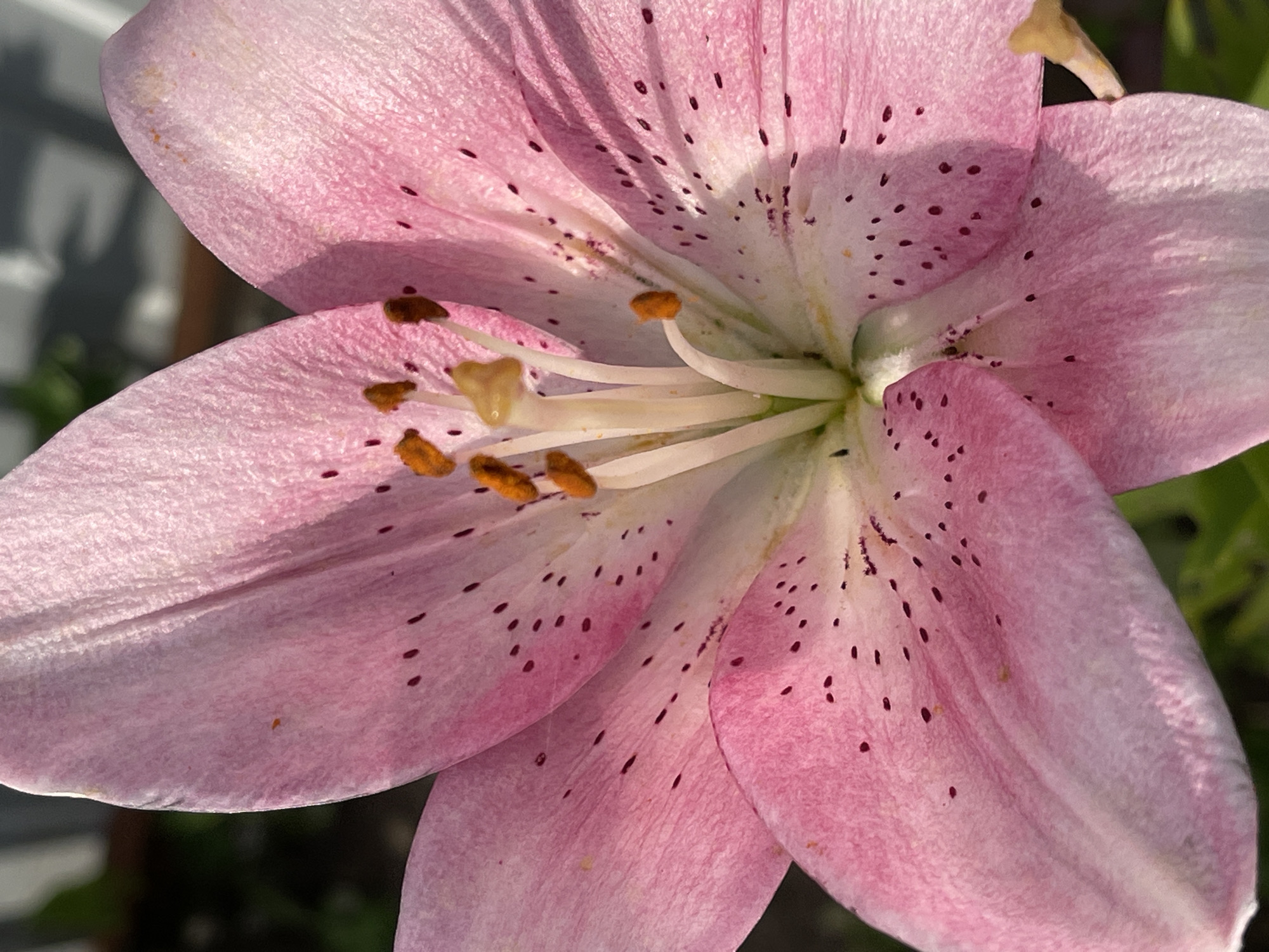 A close-up, full-frame shot focuses on the center of a pink lily flower. The petals, a soft pink with darker pink speckles, are textured and slightly translucent, catching the sunlight. Prominent stamens with orange anthers rise from the heart of the flower. The background is blurred, showing hints of green foliage and a white, slatted fence, suggesting an outdoor garden setting. No people or specific urban landmarks of Средний, Russia are identifiable.