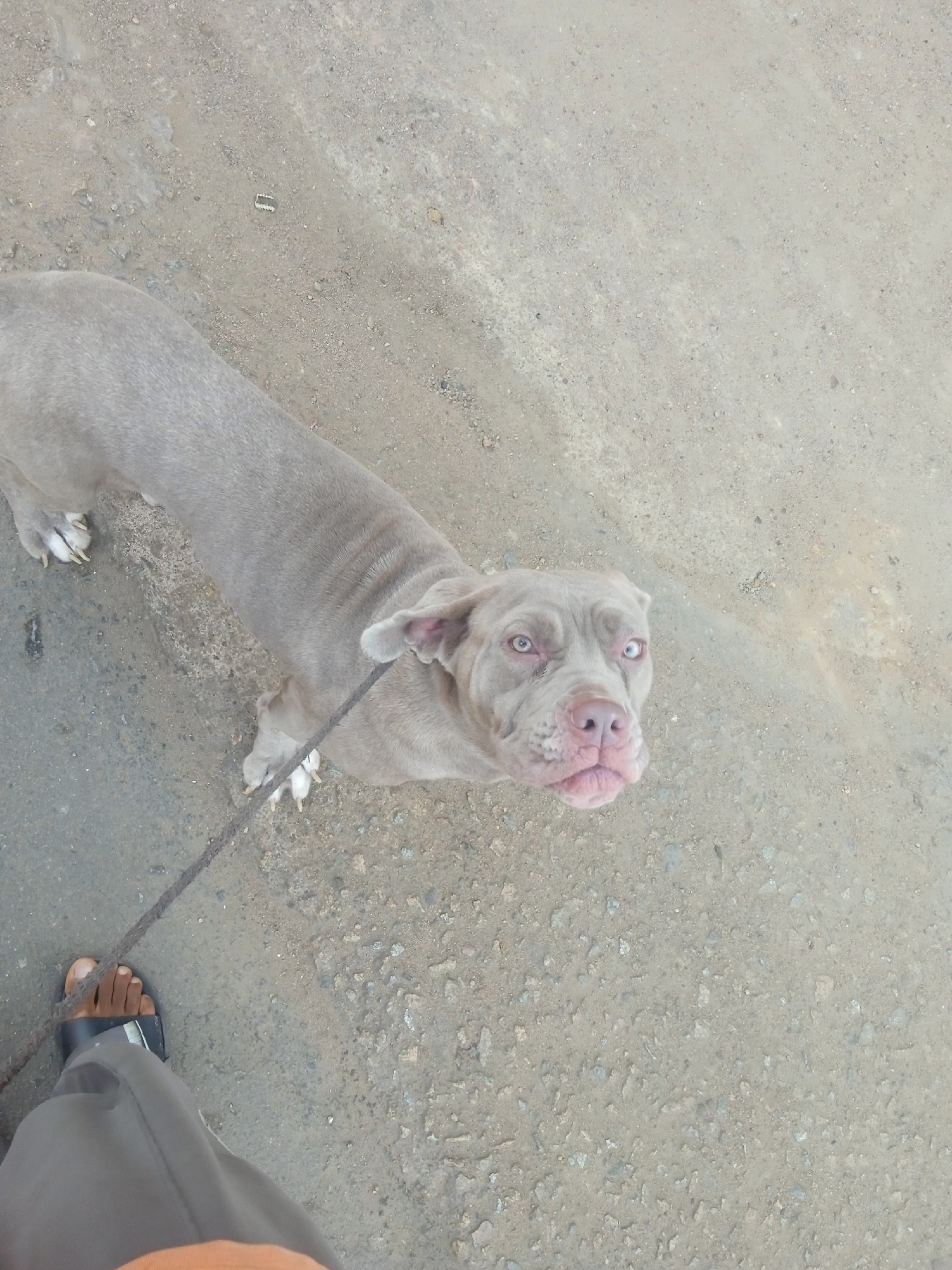 A medium shot from above shows a light gray pit bull-type dog looking up at the camera. The dog is on a leash held by a person whose bare foot is visible, wearing a black sandal and gray pants. The background is a gray asphalt surface with a slightly rough texture. The setting is likely an urban street or sidewalk. The dog's expression seems inquisitive.
