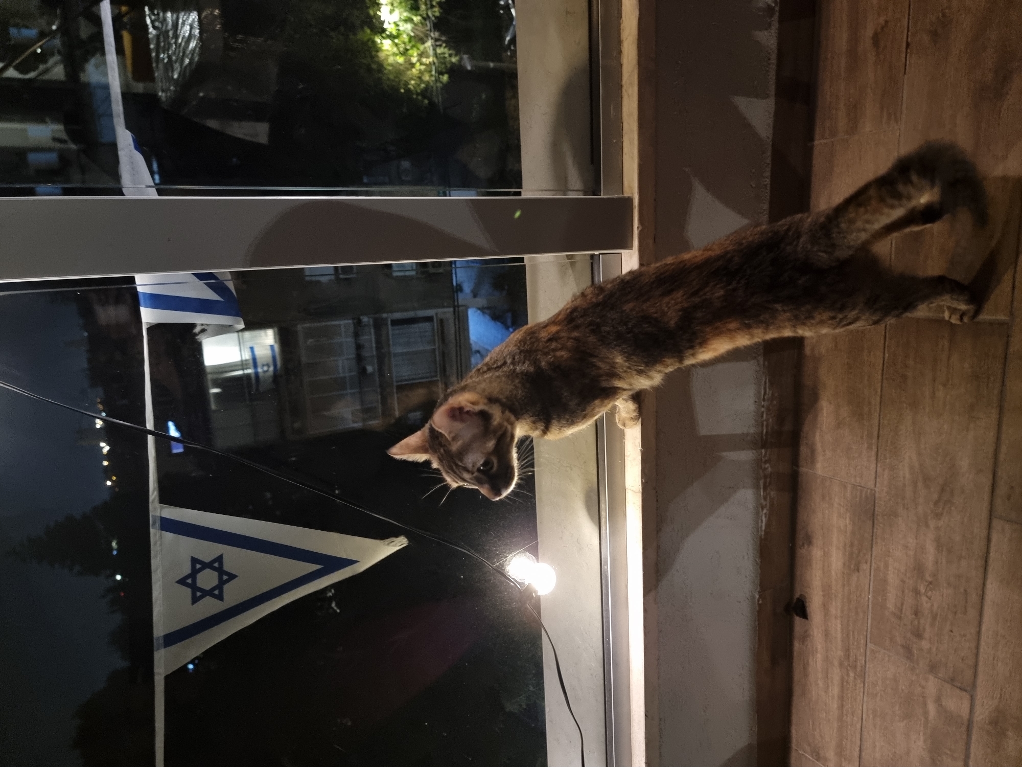 A tan and brown cat is standing on a light-colored wooden surface, extending its head toward a window that is partially covered by an Israeli flag. Outside the window, the lights and buildings of Ramat Gan, Israel can be seen at night.