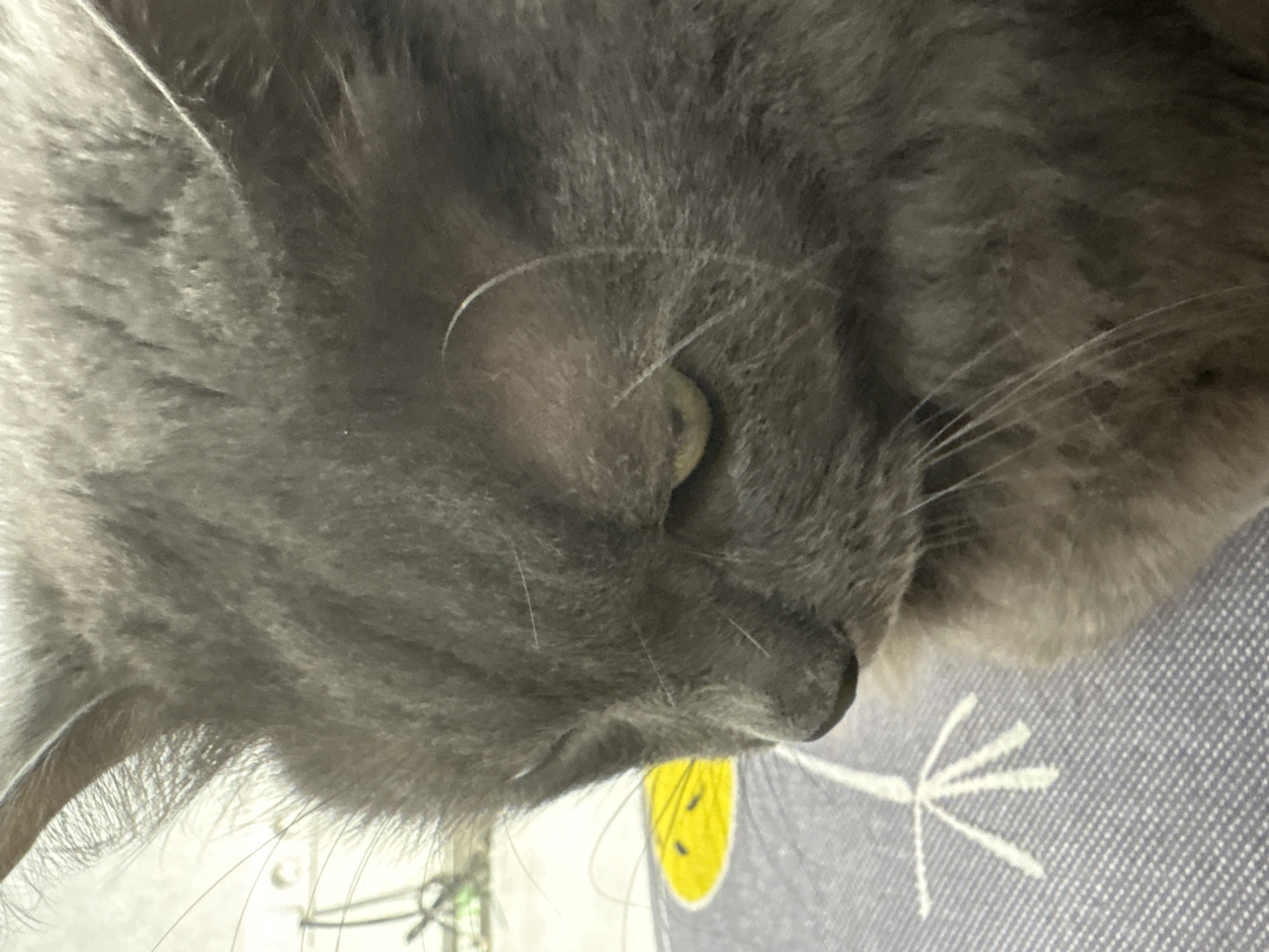 This is a close-up, low-angle, eye-level shot of a gray cat, its face partially obscured as it looks down. The cat's fur is soft and dense, with visible whiskers and an ear in the upper left corner. The background features a portion of a blue and gray patterned surface, possibly a blanket or cushion, with a yellow circular design and a white line drawing of a flower. The scene appears to be indoors, and the lighting is dim and diffused. There is no information about the location of Vladivostok, Russia.