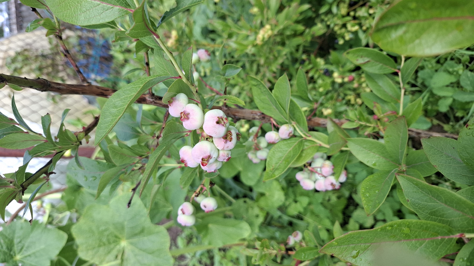 A close-up, eye-level shot captures a branch of a blueberry bush laden with clusters of unripe berries. The berries, small and round, exhibit a pale pinkish-white hue with hints of green, and a slight blush of pink on their upper surfaces. Some berries have subtle red accents at their calyx ends, while others appear slightly translucent. The branch itself is a reddish-brown, thin and woody, supporting numerous green leaves. These leaves are oval-shaped with slightly serrated edges and have a matte finish, some showing small water droplets. The background is a blur of lush green foliage, indicating an outdoor garden setting. The overall impression is one of natural growth and early stages of fruit development. The image is believed to have been taken in the city of Orbita SNT (Terpigoryevo), Russia.