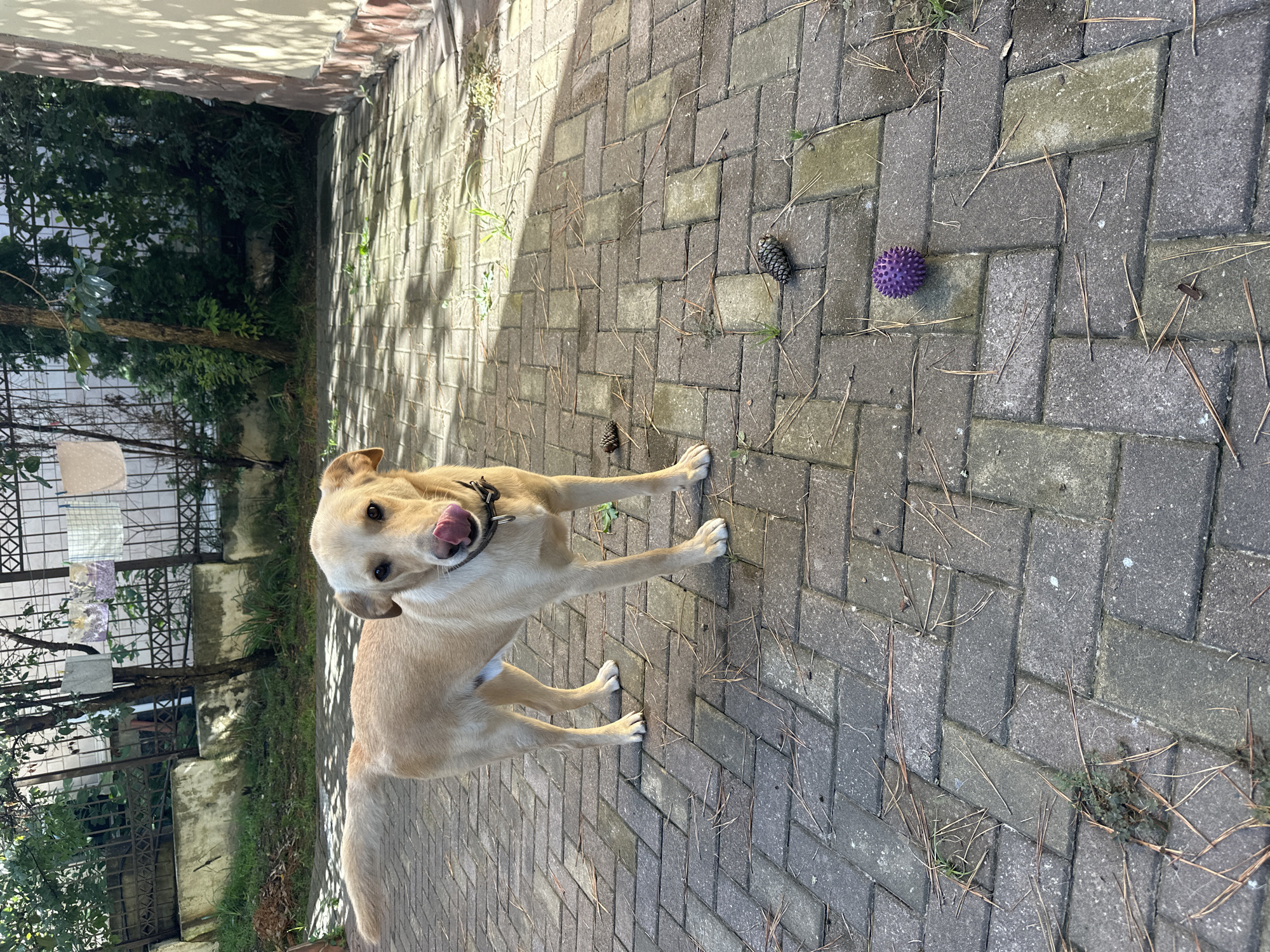 A medium-sized, light-colored dog is standing on a paved patio, with its tongue sticking out. The patio is made of interlocking gray bricks, with scattered pine needles and a few pinecones. To the right of the dog, there are two pinecones and a small purple spiked ball. In the background, there is a green fence, some trees, and a building with a light-colored wall. The lighting suggests it is daytime, with shadows cast across the patio. This scene is likely in a residential area of Sochi, Russia, possibly a backyard or courtyard.