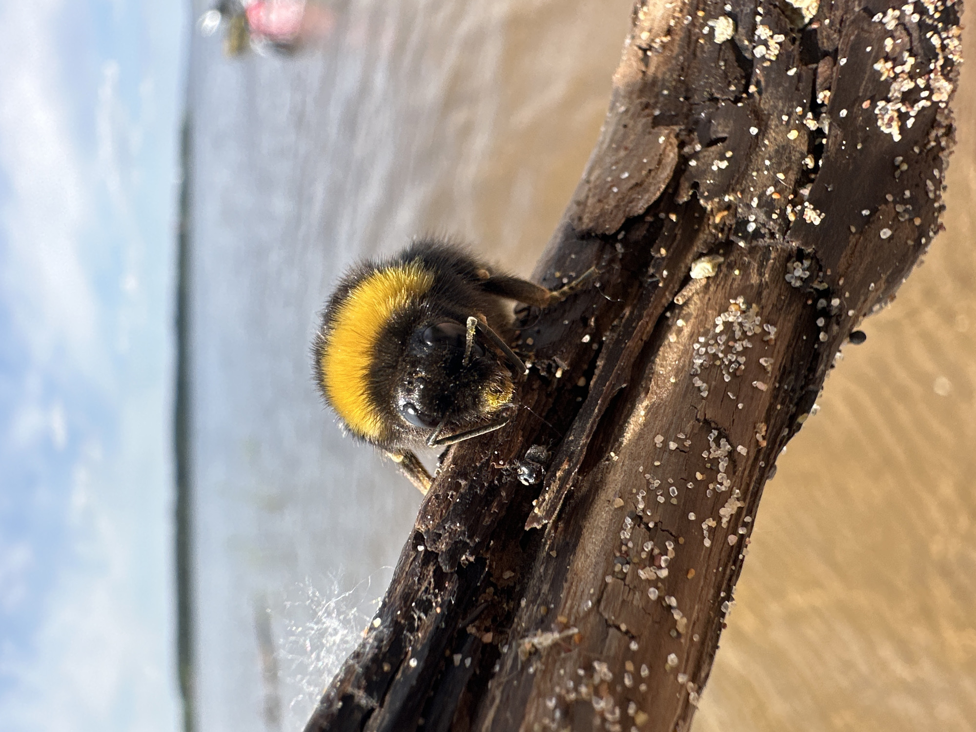 A close-up, slightly angled shot shows a bumblebee clinging to a piece of driftwood covered in sand. The bumblebee has a black body with a bright yellow band around its thorax. The wood is dark brown with numerous cracks and small pieces of sand clinging to its surface. In the background, there is a blurred expanse of water, with the sky visible on the left. The photo was taken in Chaikovsky, Russia.