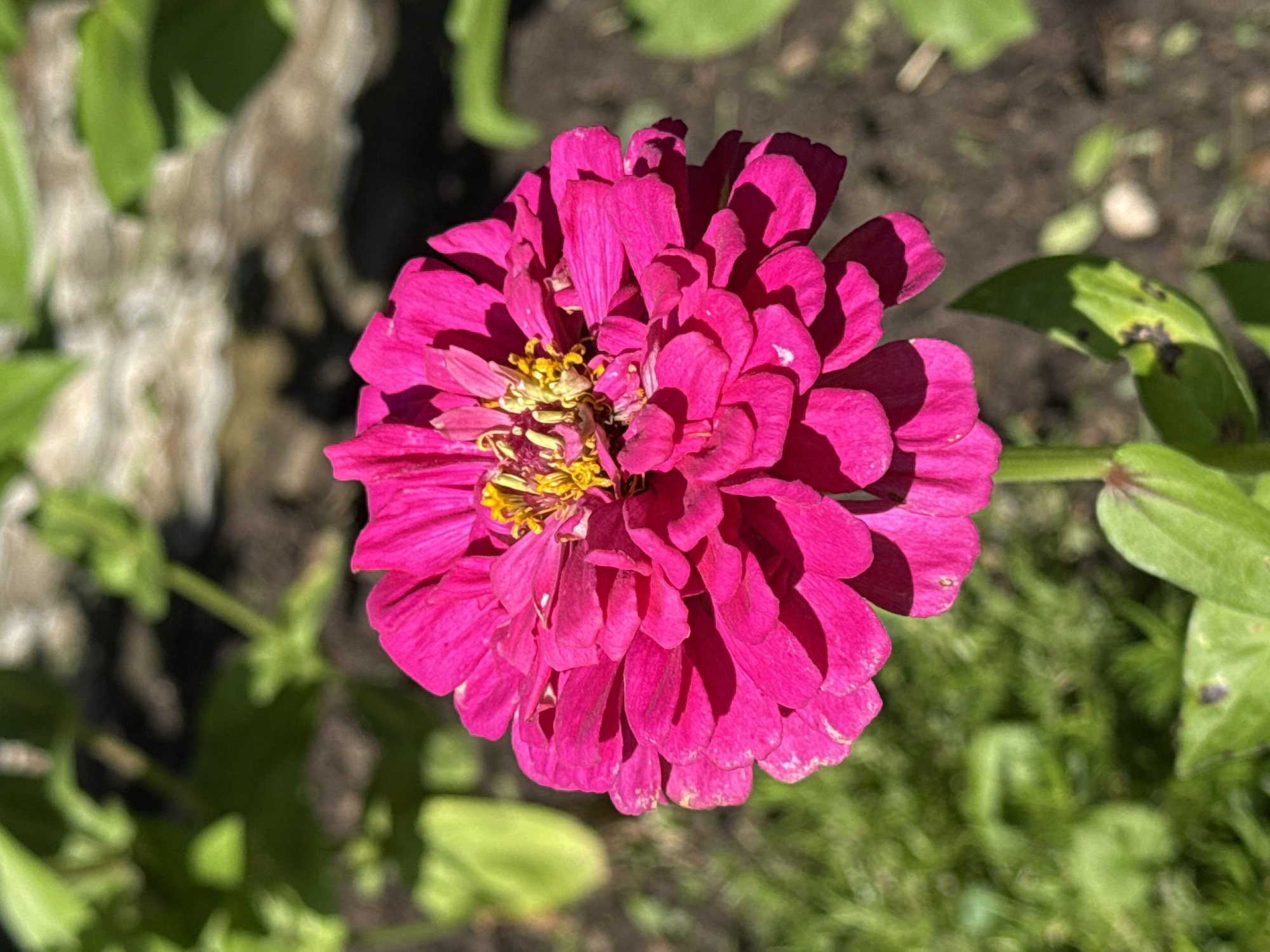 A close-up, vertical, eye-level shot captures a vibrant, pink zinnia flower in full bloom, its layered petals radiating outwards from a golden center. The flower is positioned in the foreground, with its stem and some green leaves visible below. The background is a blur of greens and browns, suggesting a garden setting with foliage and dark soil. Sunlight casts shadows on the petals and leaves, indicating it is daytime. The location in Camenca, Moldova is not discernible from the image itself.
