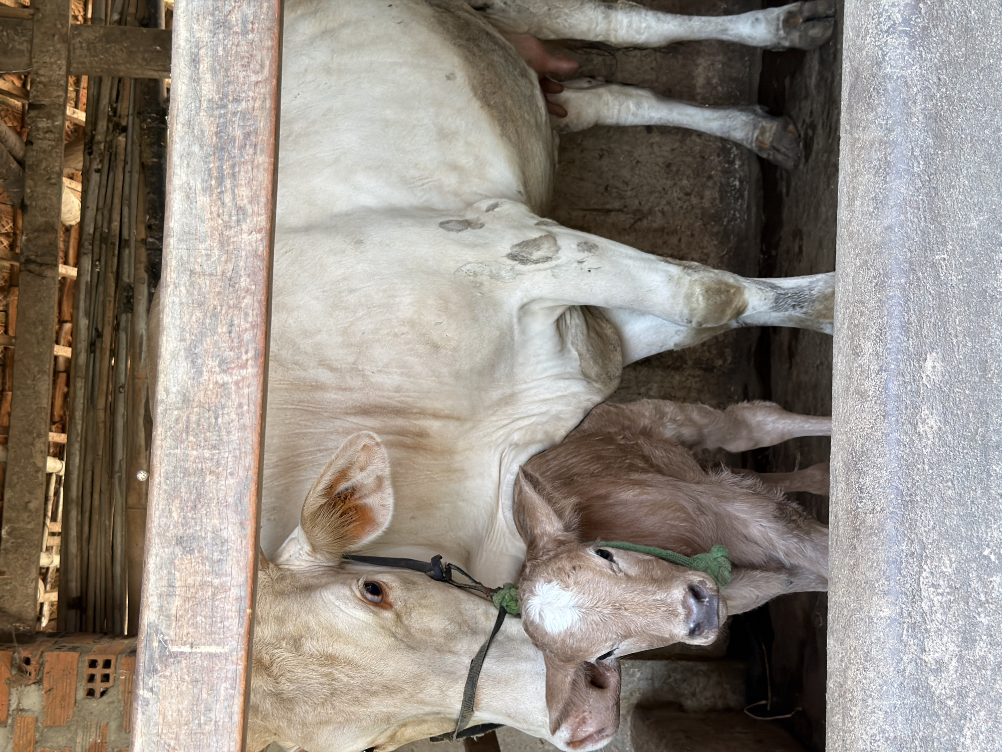 An overhead shot captures a light-colored adult cow lying down inside a stable or pen, with its calf snuggled closely beside it. The cow, primarily white or very light tan with some greyish markings on its flanks and legs, is positioned vertically in the frame, facing towards the left. It wears a dark-colored halter or rope around its head and neck.
To its right, a brown calf with lighter markings on its head and body rests against its mother. The calf also has a green rope or halter around its neck. Both animals appear calm, and the scene suggests a nurturing moment between mother and offspring.
The surrounding environment consists of rough wooden beams on the left, forming part of a wooden structure or fence. Beyond these beams, glimpses of a brick wall and other wooden poles can be seen, indicating a rustic or agricultural setting. On the right side of the image, a textured, grey concrete wall or structure runs vertically, separating the animals from the rest of the pen. The ground beneath the animals appears to be dirt or concrete, typical of a barn floor. The overall lighting suggests it is daytime. The scene is set in Bình An, Vietnam. There is no visible text.