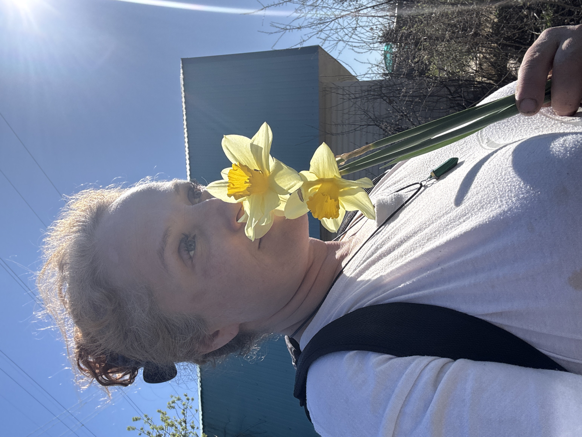 A person is holding two yellow daffodils in front of their face. The person has light skin, grey hair, and is wearing a white t-shirt with a black backpack strap visible. The daffodils have yellow petals and a yellow trumpet. The background includes a blue building, bare tree branches, and a clear blue sky. The sun is shining brightly. It is difficult to confirm that the location is Chaikovsky, Russia, as there are no identifiable landmarks to assist with geolocation.