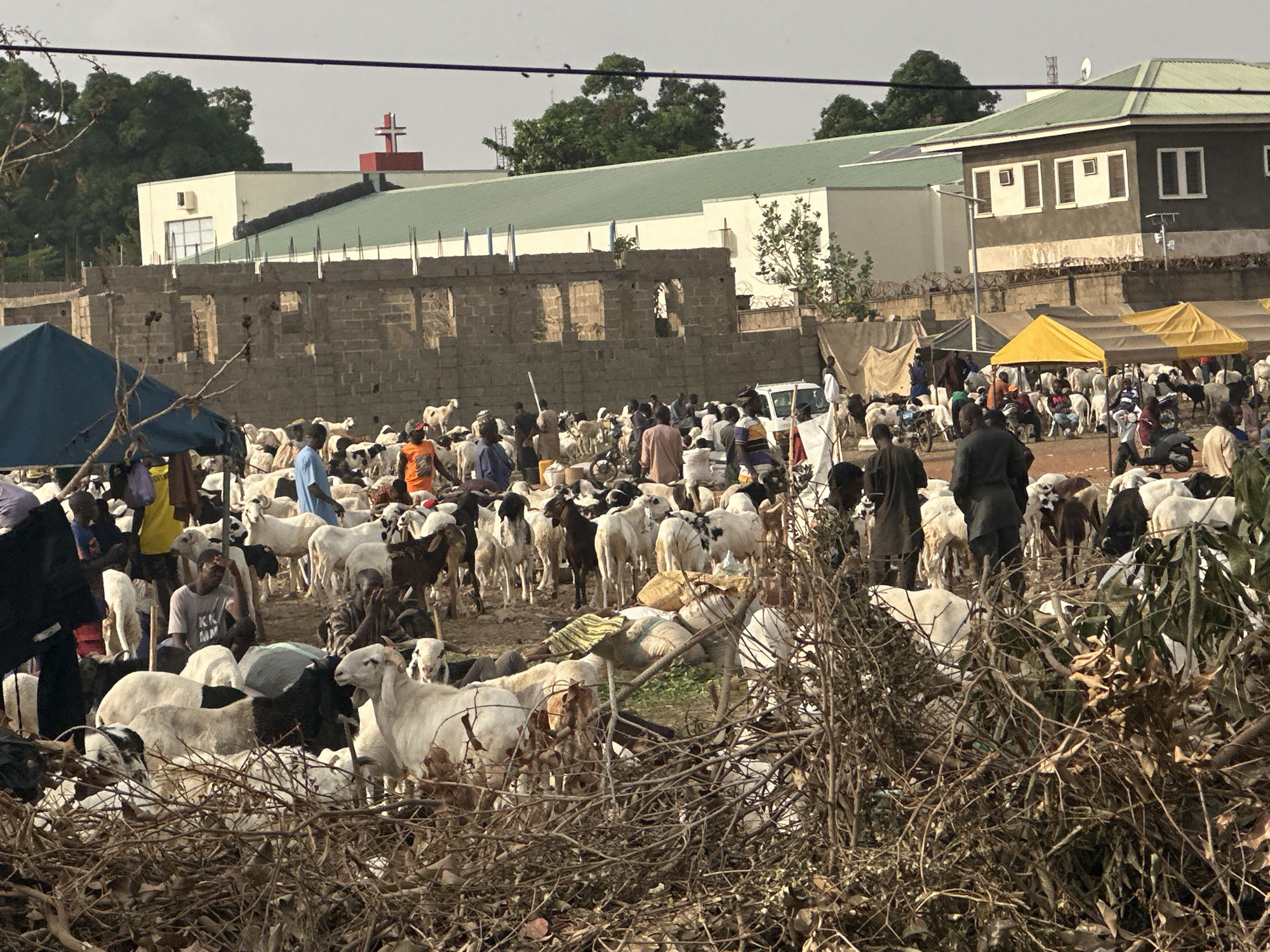 Unguwar Sarki, Nigeria: A crowded outdoor market with numerous sheep and goats intermingled with people. The animals are predominantly white or black and white. People are dressed in a variety of clothing, including traditional African attire and Western-style shirts. In the background are buildings, including a church with a red cross on top, a building under construction, and a building with a green roof. Tents are present. The foreground is filled with dry vegetation.