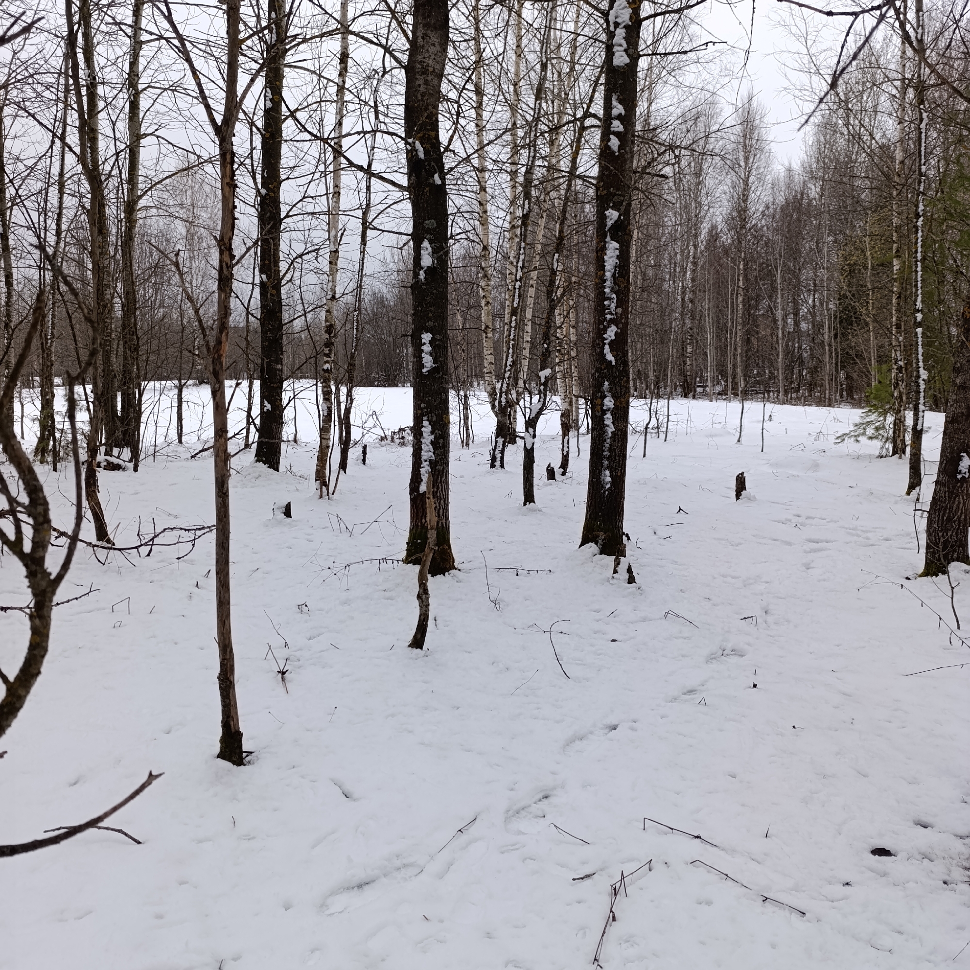 The image depicts a snow-covered forest floor in Dubovaya, Russia. Several bare trees stand throughout the scene, some with patches of snow clinging to their trunks. The ground is entirely blanketed in snow, with scattered twigs and small tree stumps visible. In the background, a snow-covered field is partially obscured by a denser cluster of trees. The sky is overcast, suggesting a gray and cold day. There are no people or animals visible in the scene.