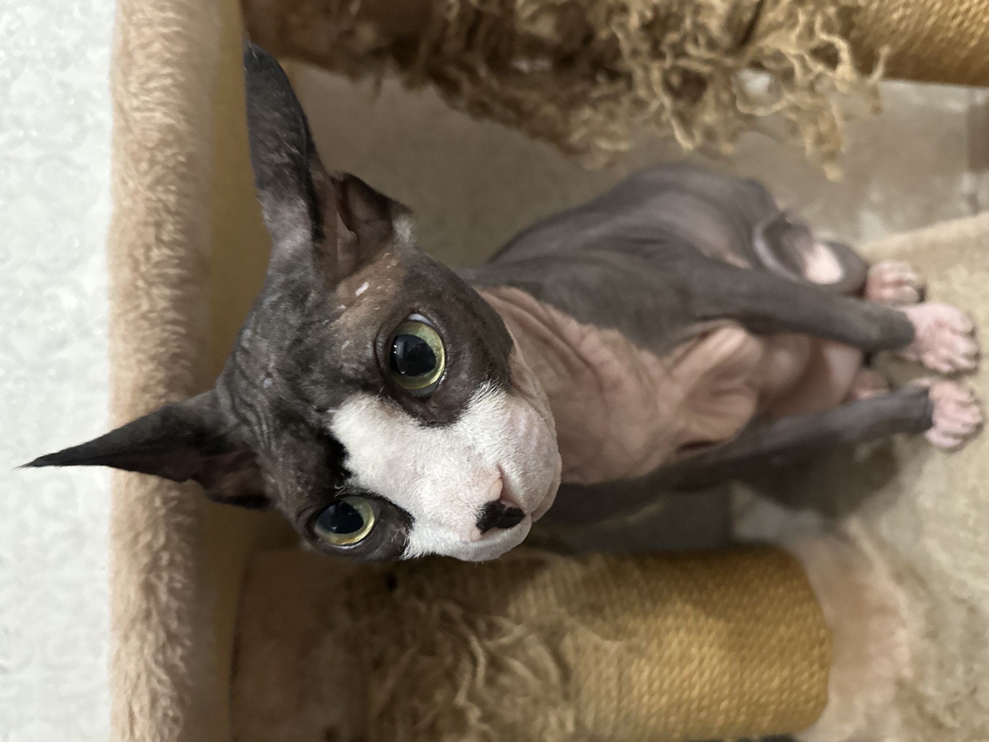 A close-up, high-angle shot shows a Sphynx cat lying on a scratching post. The cat is predominantly gray with patches of lighter pink skin, especially on its belly and legs. Its face is white with distinctive gray markings around its large, green eyes and a black spot on its nose. The cat's ears are large and pointed, characteristic of the breed. It appears to be looking up and slightly to the left of the camera. The background consists of the textured surfaces of a cat scratching post, with a light-colored fluffy material on the left and a rough, brown, woven material on the right. The lighting suggests an indoor setting, possibly during the day. The cat's expression is alert and curious. No text is visible in the image. The location context is Omsk, Russia.