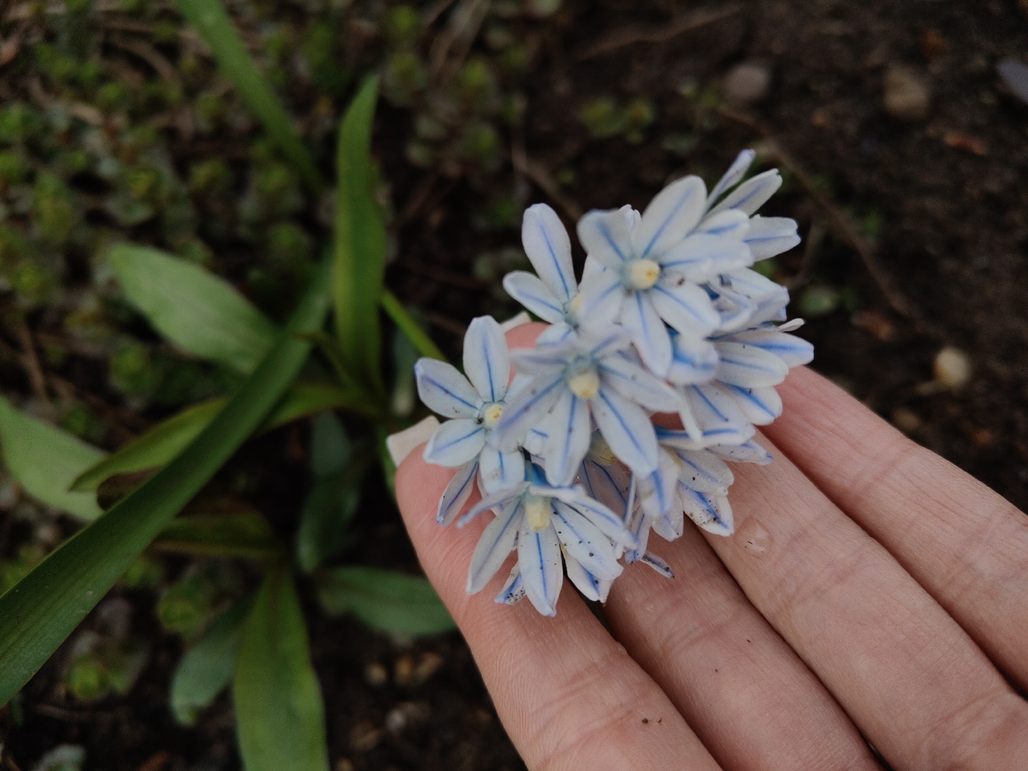 The image shows a human hand holding a cluster of small, white flowers with blue stripes. The flowers appear to be Scilla siberica, or Siberian squill. To the left of the hand and flowers are green leaves and dark, moist soil with some sparse greenery. The location is Unknown, Unknown.