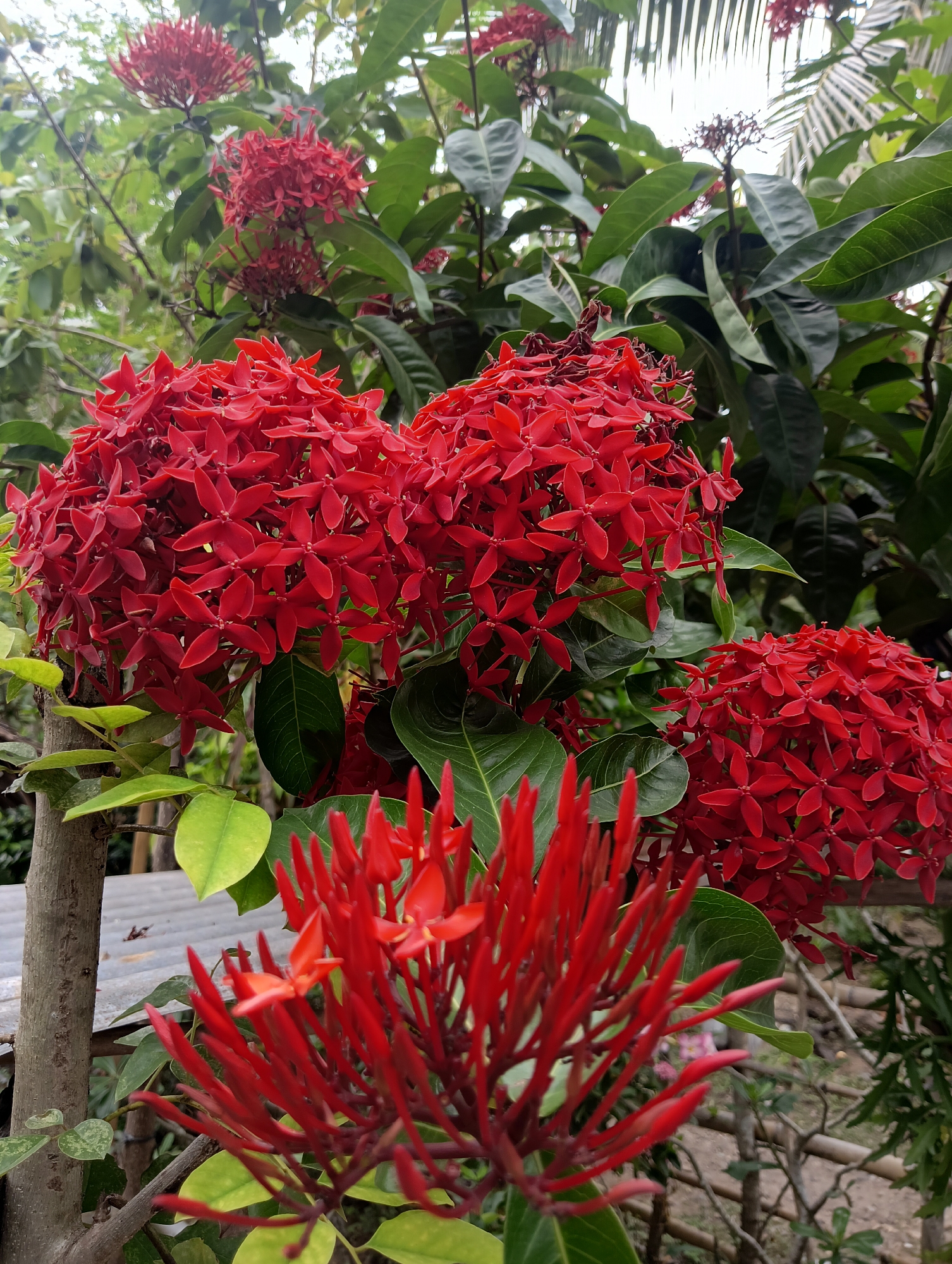 A close-up, outdoor, eye-level, vertical shot features a cluster of vibrant red Ixora flowers in full bloom. The flowers are composed of numerous small, star-shaped petals, arranged in dense, spherical clusters. The background is filled with lush, green foliage, interspersed with hints of lighter green leaves. In the foreground, a portion of a thin, gray tree trunk is visible on the left, with some light green leaves attached to it. A weathered, corrugated metal surface is partially visible behind the trunk. The scene is set in Rayeukpayaitek, Indonesia, suggesting a tropical or subtropical environment suitable for these flowering plants.