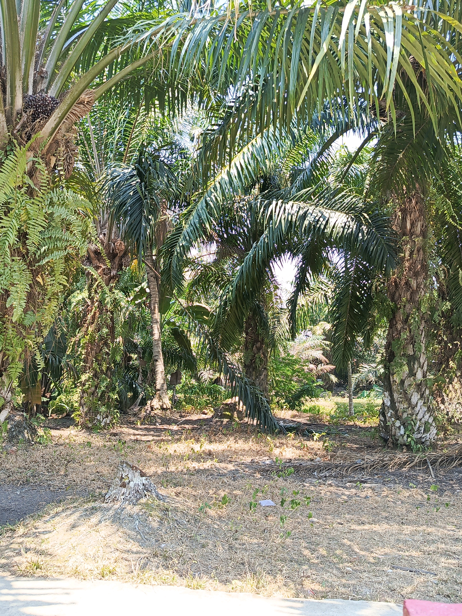 In Megang Sakti V, Indonesia, an outdoor scene depicts a dense grove of oil palm trees under bright sunlight. The ground is covered in dry grass and fallen palm fronds, with a prominent tree stump visible in the foreground. The environment is lush with green foliage, including ferns and other undergrowth, suggesting a tropical climate. The image is a still shot, with no people or animals present.