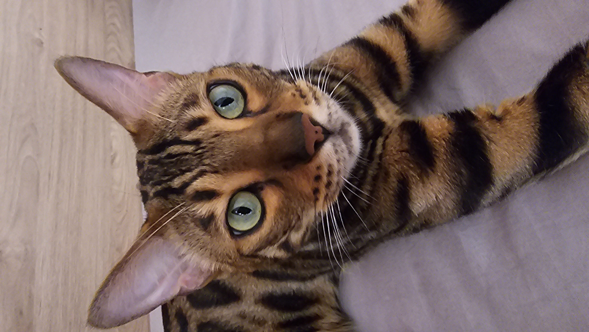 A Bengal cat with striking green eyes and distinctive spotted and striped fur is lying on a light-colored surface. The cat's ears are pointed upwards, and its gaze is directed forward. The background appears to be a wooden surface with a light grain. The lighting is natural and soft, highlighting the cat's features. The image does not contain any elements that would allow for the determination of its location in Tashkent, Uzbekistan, or any other specific city.