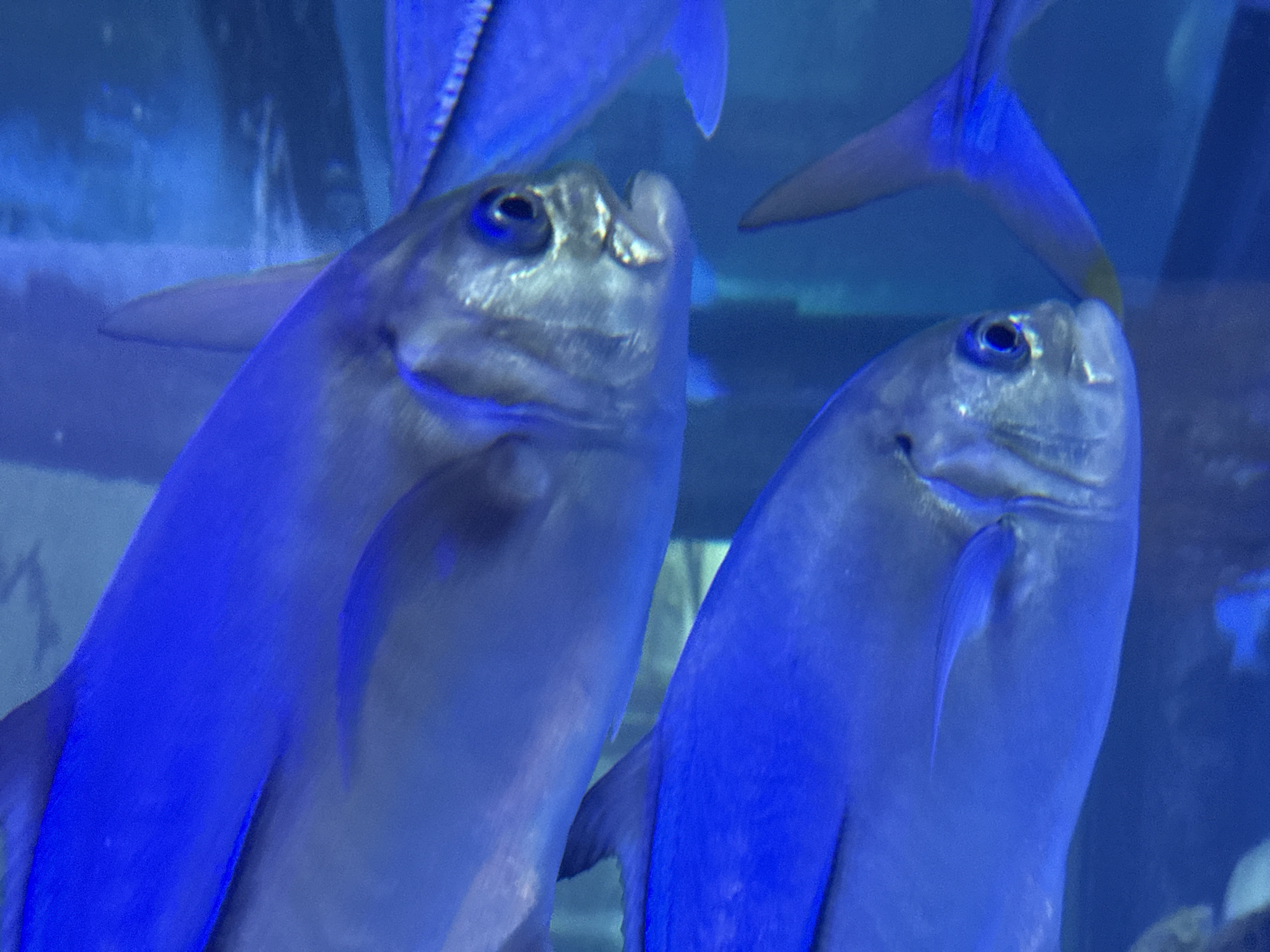 Two fish are swimming in a blue-lit aquarium. The fish appear to be of the same species, with silver scales and prominent eyes. The fish in the foreground is closer to the camera and is focused on its mouth. The fish in the background is slightly out of focus and is swimming above and to the right of the foreground fish. The aquarium water is a deep blue, likely due to artificial lighting. The scene is devoid of any human presence or specific landmarks that would indicate a location within the city of Santa Marta, Colombia. The focus is solely on the underwater environment and the two fish.