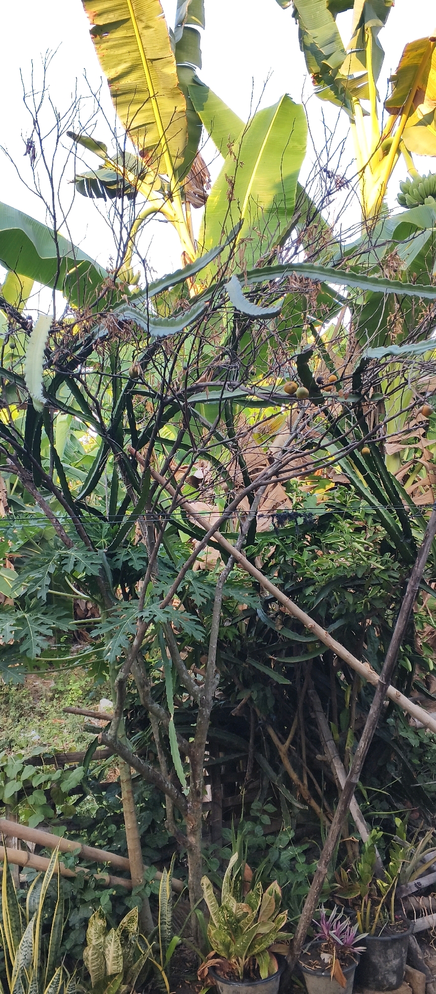The image depicts an outdoor scene in Japanan, Indonesia, dominated by a dense arrangement of vegetation. In the foreground, several potted plants are visible, including what appears to be a Snake plant and another variegated foliage plant, alongside dry leaves. The midground is filled with a tangle of branches and stems, some appearing dead and dry, intertwined with green leafy plants. Notably, dragon fruit plants with their characteristic segmented stems are present, and some clusters of small green fruit are discernible. Overhead, large, green banana leaves catch the sunlight, creating a dappled effect. The background shows more greenery and a rustic bamboo fence. The overall impression is one of a somewhat overgrown and natural garden or yard, with elements of both cultivated and wild growth. There are no people or animals visible in the scene.