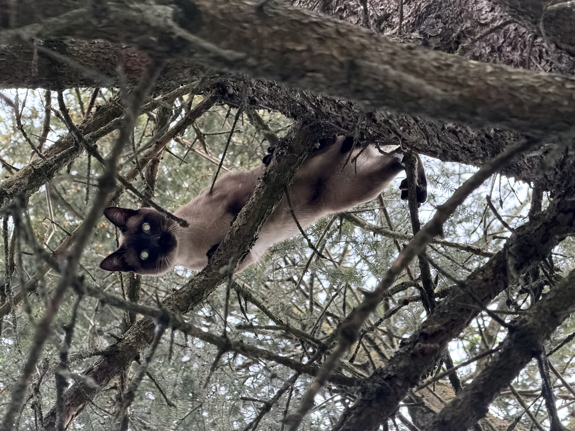 A Siamese cat is perched high in the branches of a tree, viewed from a low angle looking up. The cat, with its distinctive dark brown points and blue eyes, gazes down at the viewer. The tree is bare, with lichen-covered branches intertwining to create a dense network. The sky is visible through the gaps in the branches, suggesting an overcast day. The location is unspecified, and there's no information indicating that this is Esch-sur-Alzette, Luxembourg.