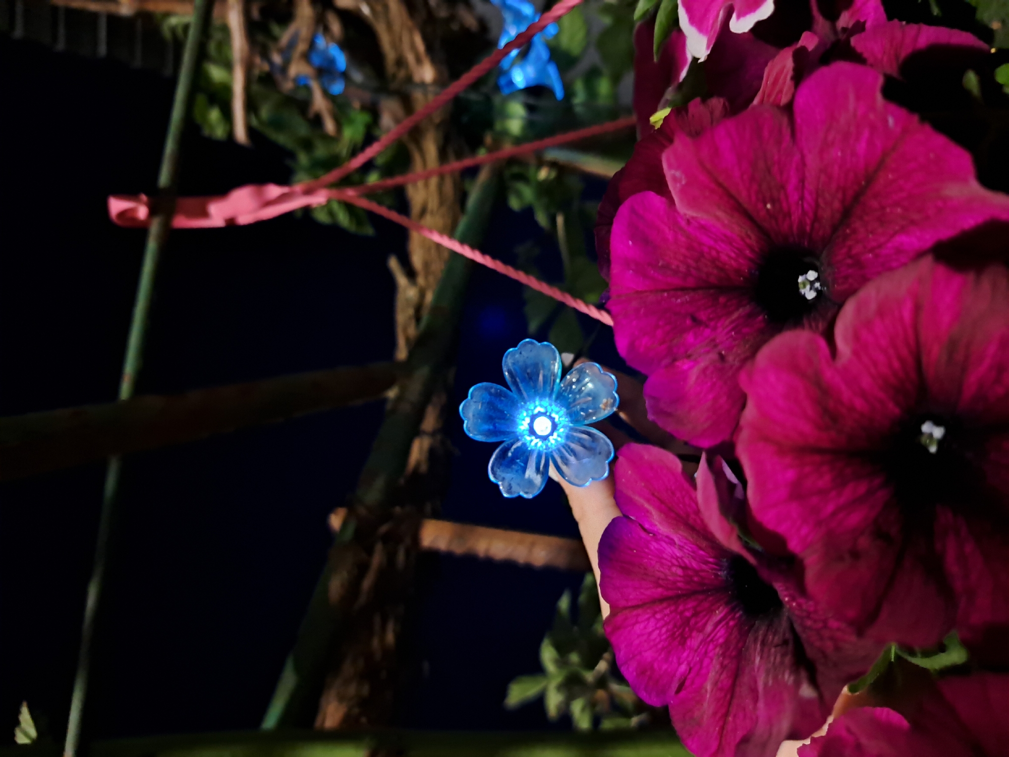 The image presents a close-up, low-light view of flowers and a decorative light at night. In the foreground, on the right side, are several large, vibrant dark pink or magenta flowers, resembling petunias, with intricate petal details and dark, almost black centers revealing tiny white stigmas.
To the left of these natural flowers, a prominent translucent blue, five-petal, artificial light glows brightly from its center, casting a soft blue luminescence. A light-skinned hand, with a finger, is visible interacting with this blue light from beneath, either holding or touching it.
The background is predominantly dark, indicating nighttime. Scattered elements include blurred green foliage, likely leaves or small plants, and brown structures, possibly tree branches or a trellis. Several thin, reddish-pink strips or ties are seen crisscrossing vertically and horizontally in the mid-ground, suggesting they are holding plants or lights in place. Another out-of-focus blue light, similar to the main one, is faintly visible in the upper background. The scene evokes a decorative garden or outdoor space illuminated for evening ambiance. There is no visible text in the image.