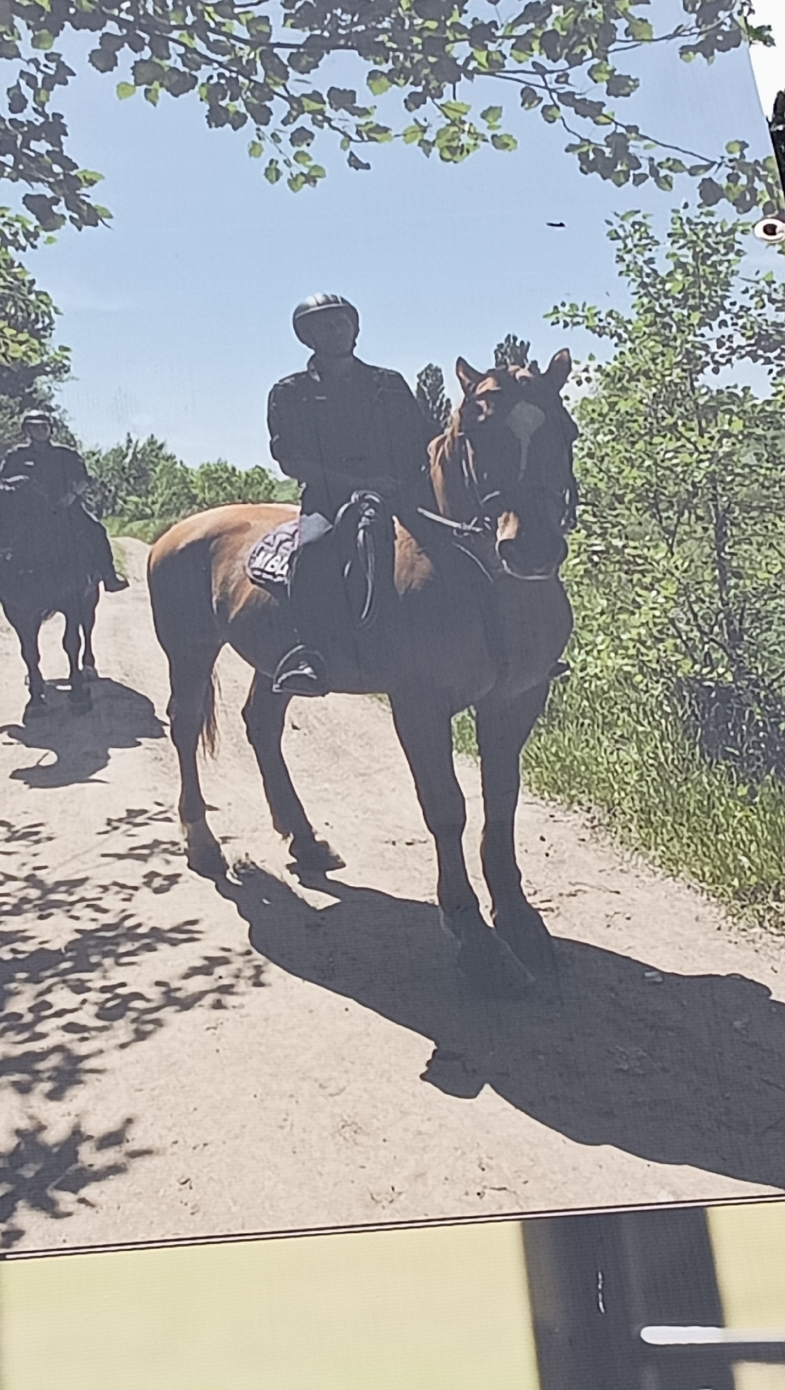 The image captures two individuals horseback riding along a sunny dirt path, likely in a natural setting near Tiraspol, Moldova. The scene is bathed in bright daylight, indicated by the clear blue sky and the prominent, dark shadows cast by the horses, riders, and overhead foliage onto the ground.
In the foreground, a person wearing a dark protective helmet and dark clothing is mounted on a brown horse. The horse has a white blaze on its forehead and a dark mane. A saddle is visible, equipped with a white saddle pad that features an unidentifiable white pattern or text. The rider's expression is obscured by the helmet, but the overall activity suggests a leisurely outing.
Further down the path, to the left and slightly behind the first rider, a second individual on a dark horse is visible, also wearing a helmet and dark attire. The path is unpaved, surrounded by vibrant green trees and bushes on both sides, suggesting a rural or park-like environment. Overhead, green leaves from tree branches frame the upper portion of the sky. A tiny, dark, elongated object, possibly a bird or insect, can be seen in the clear blue sky above the main horse's head. The entire scene conveys a tranquil, outdoor recreational activity.