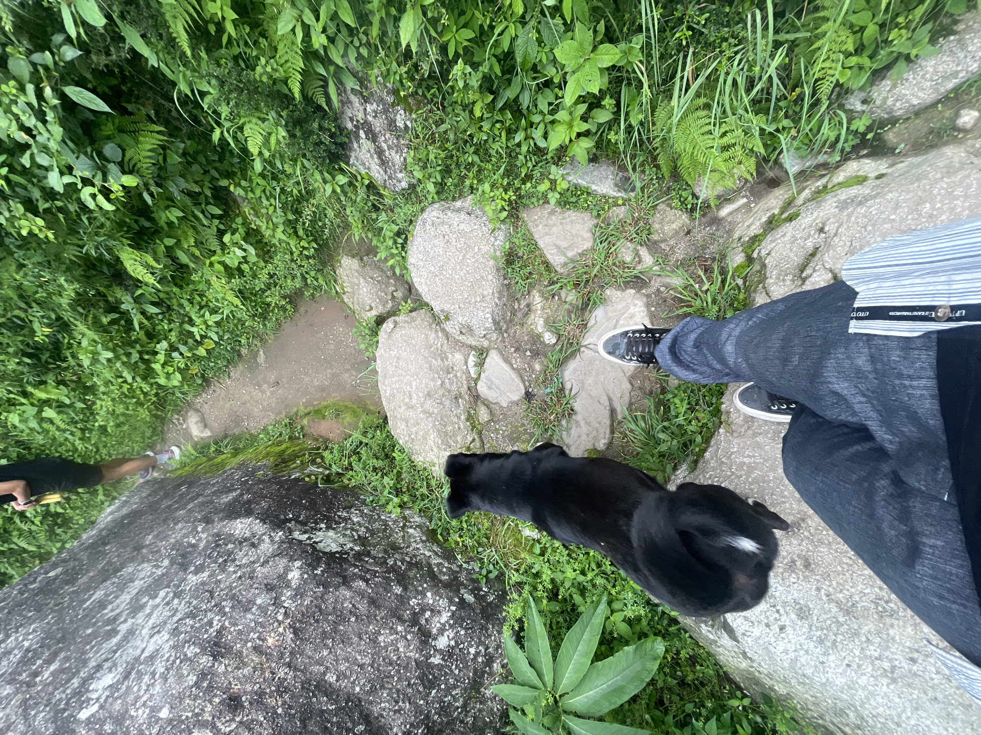 In Dharamkot, India, a black dog with a white patch on its tail sits on a large rock next to a person wearing dark jeans and black sneakers. The person is positioned in the foreground, facing down a path that winds through lush green foliage and large rocks. In the background, another person wearing dark shorts and white sneakers walks away from the camera, holding a yellow object. The environment is a natural, outdoor setting with a dirt path and abundant plant life.